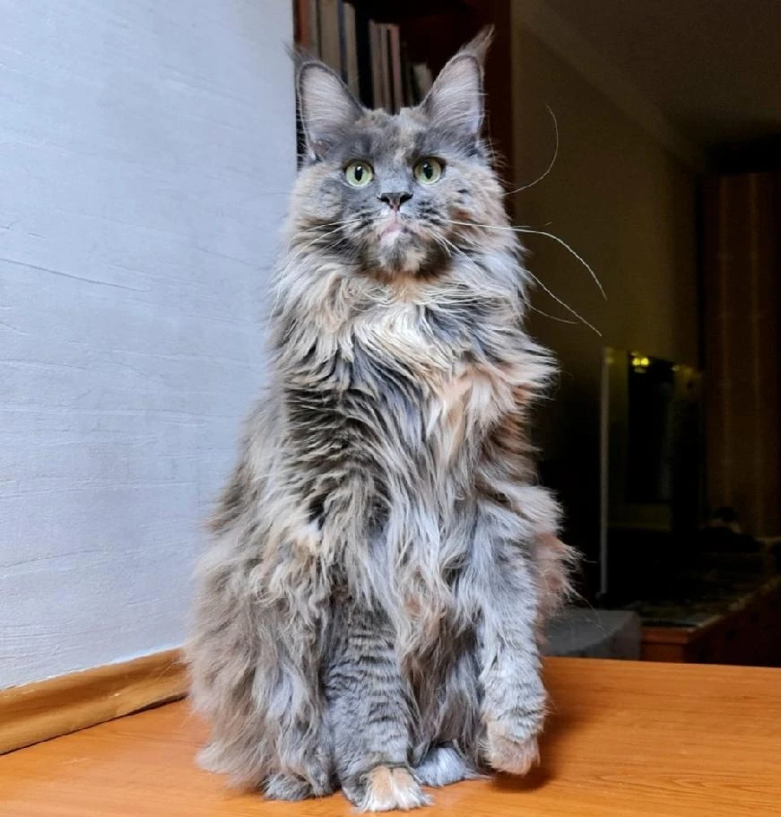 Alexa - Mainská mývalí kočka s PP