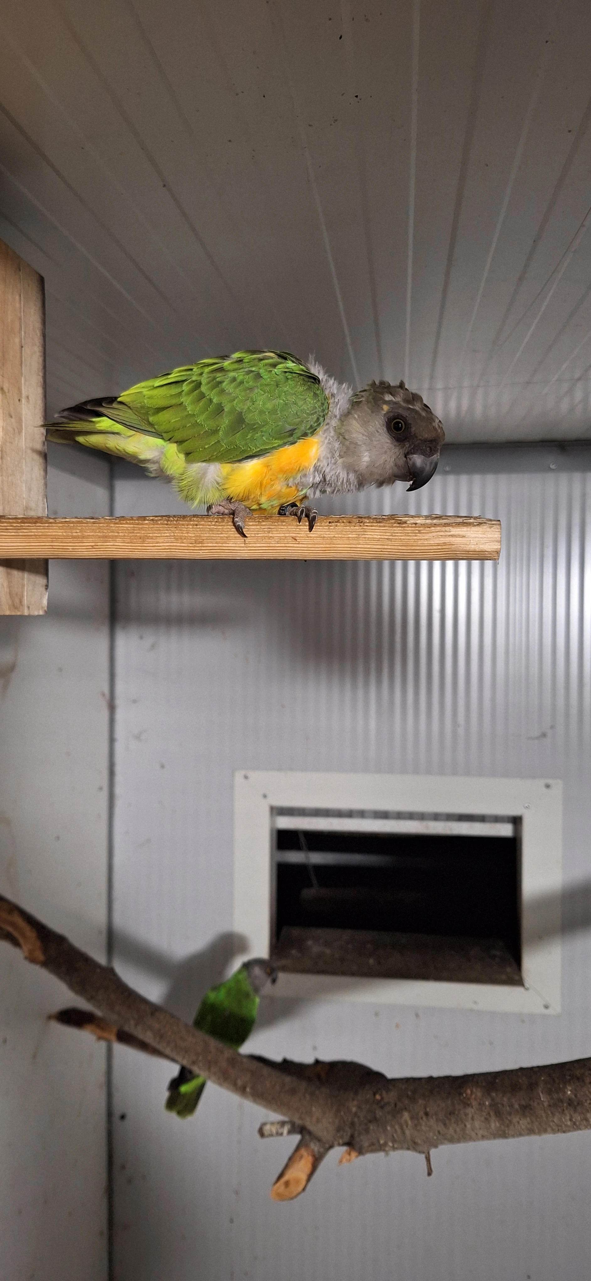 Papoušek senegalsky