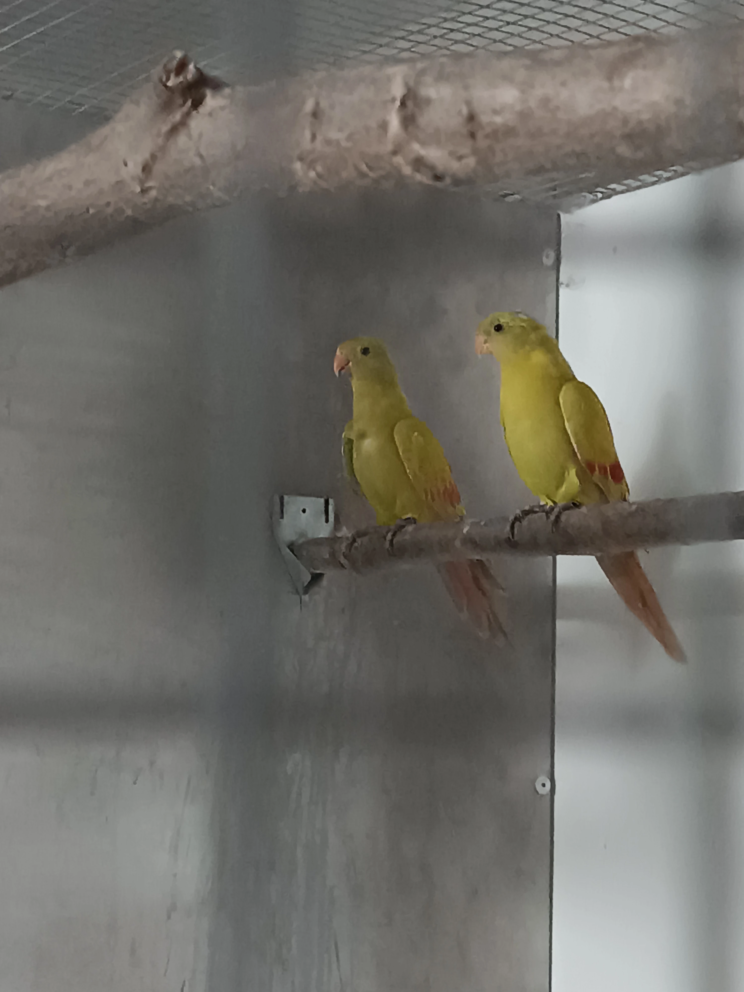 Papoušek horský 2025