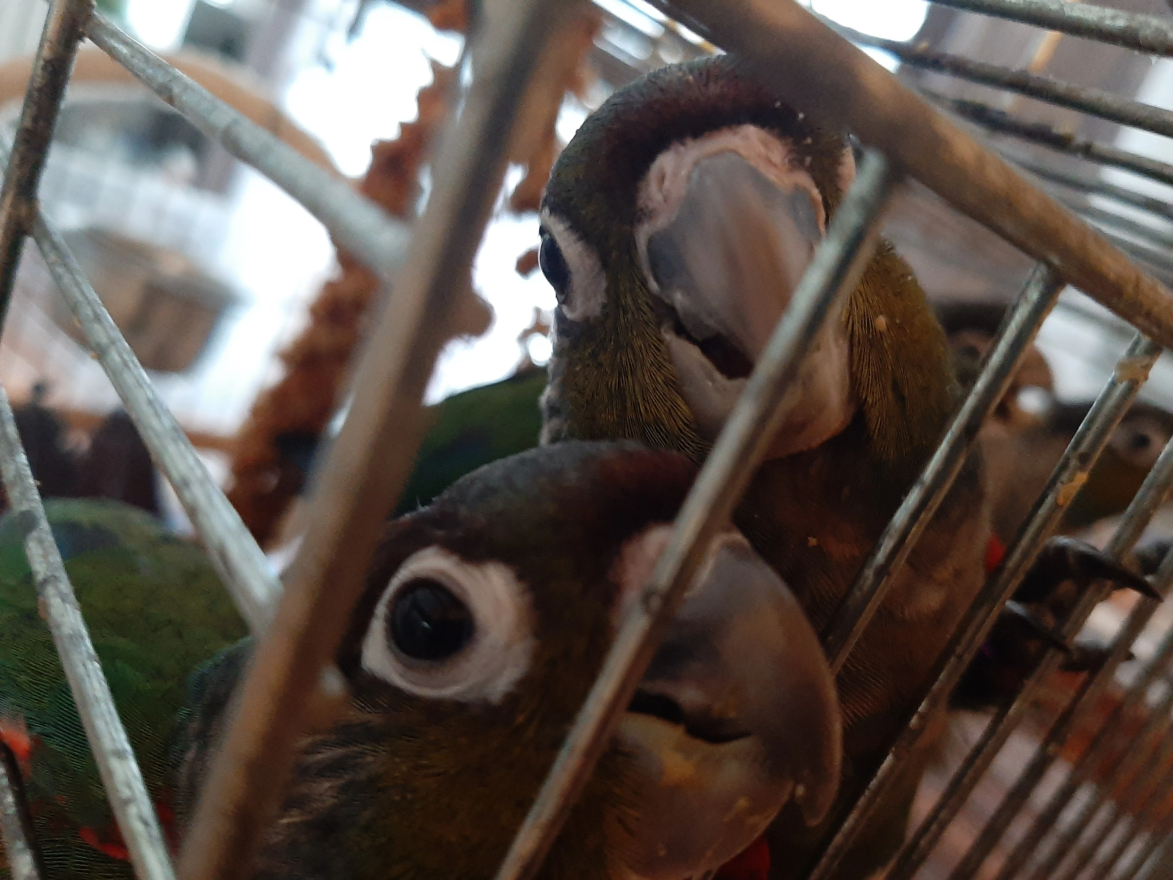 Ručně dokrmená mláďata