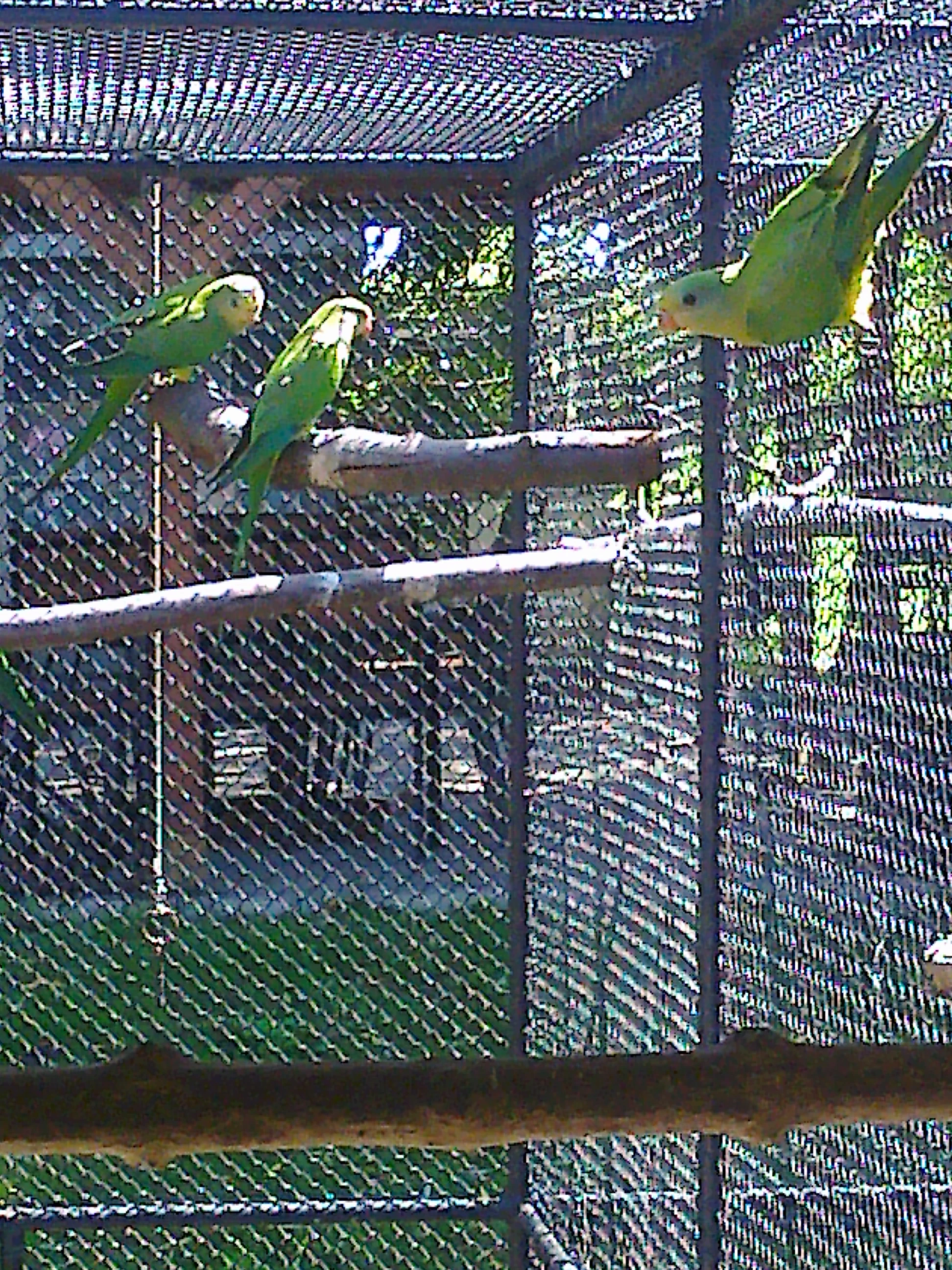 Papoušek Nádherný