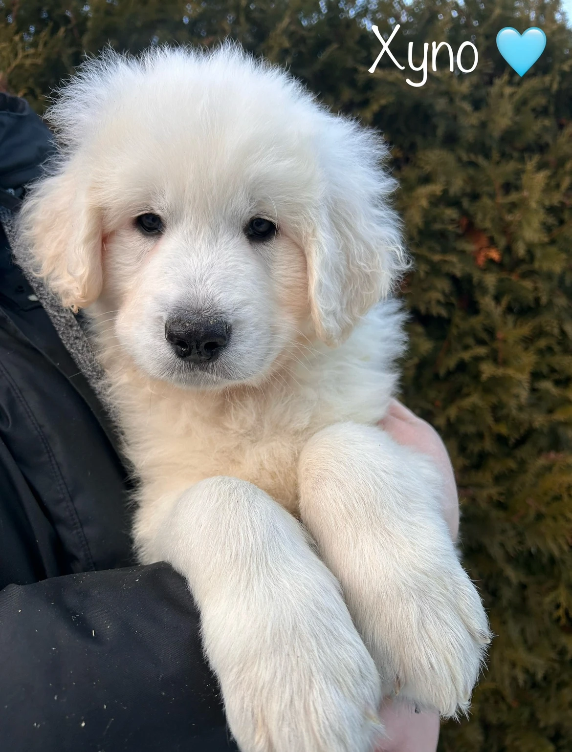 Slovenský čuvač - štěňátka s PP