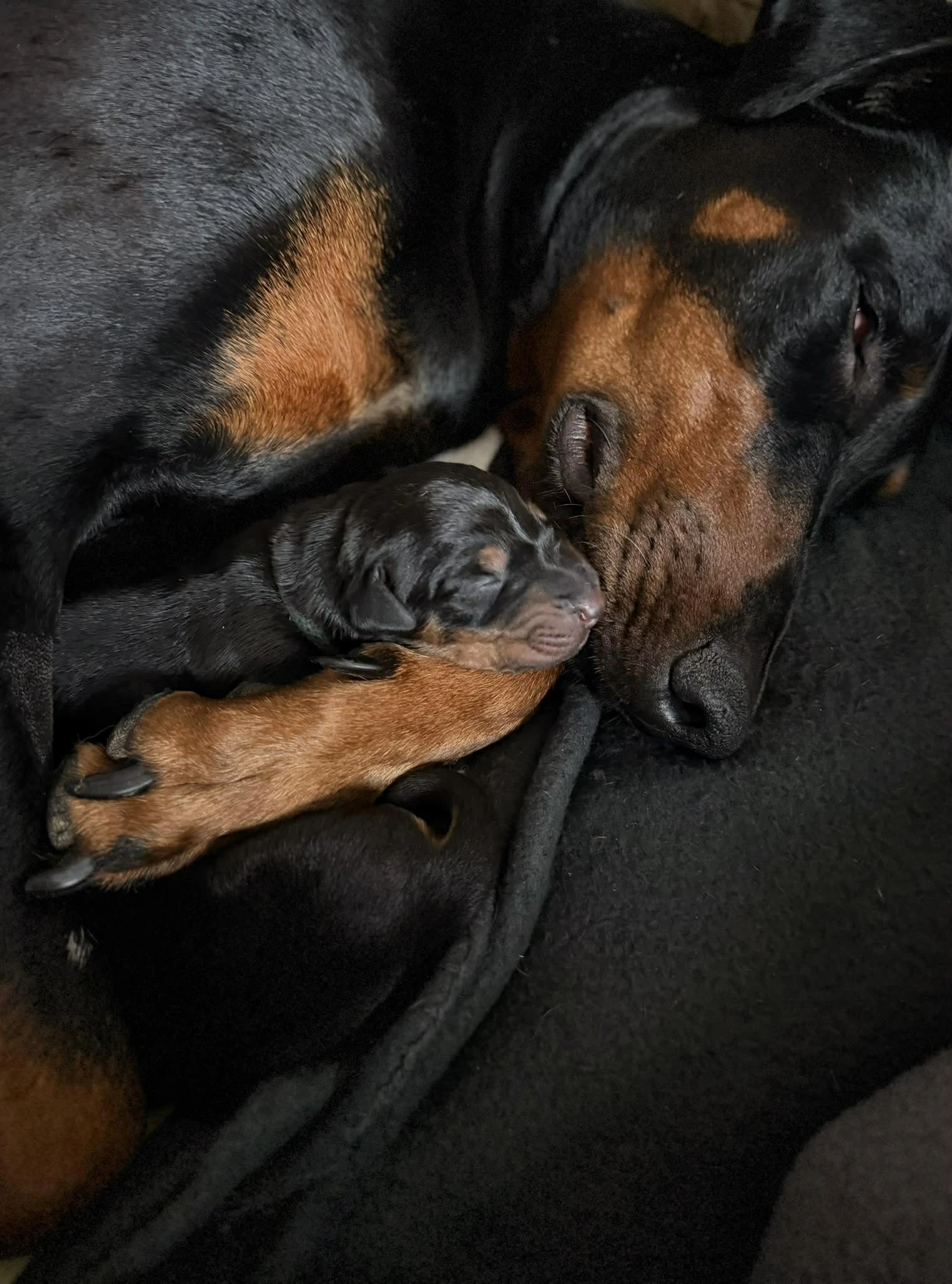 Štěňata v typu dobrmana