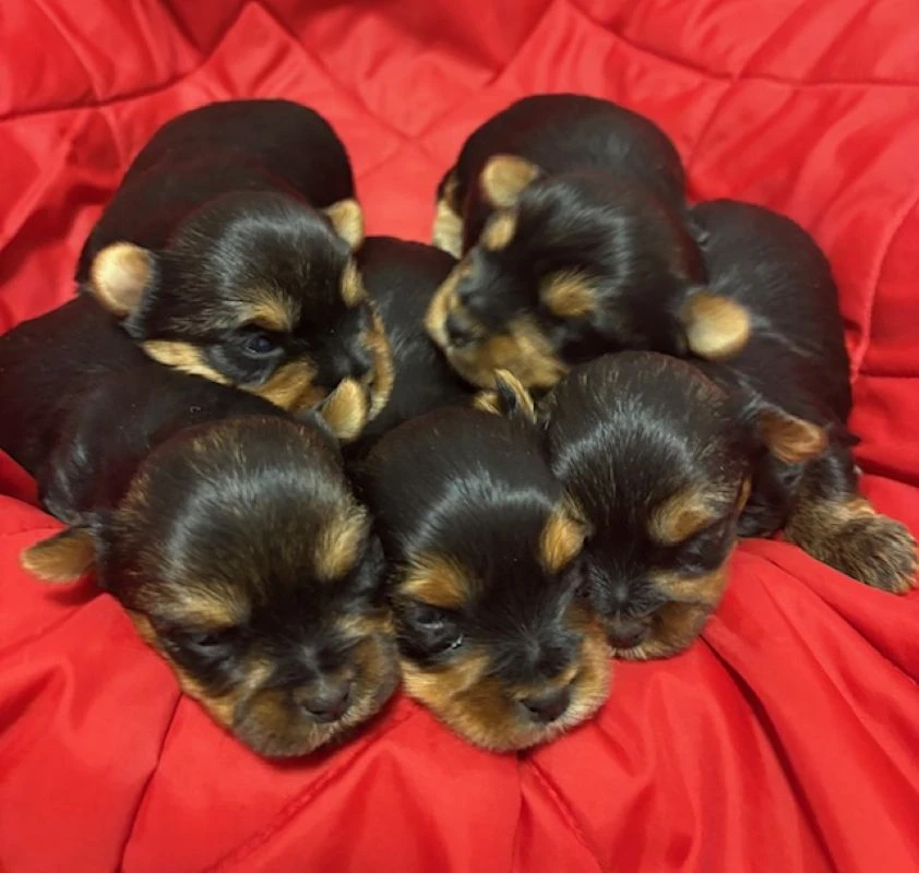 Jorkšírek s PP FCI k výběru a rezervaci