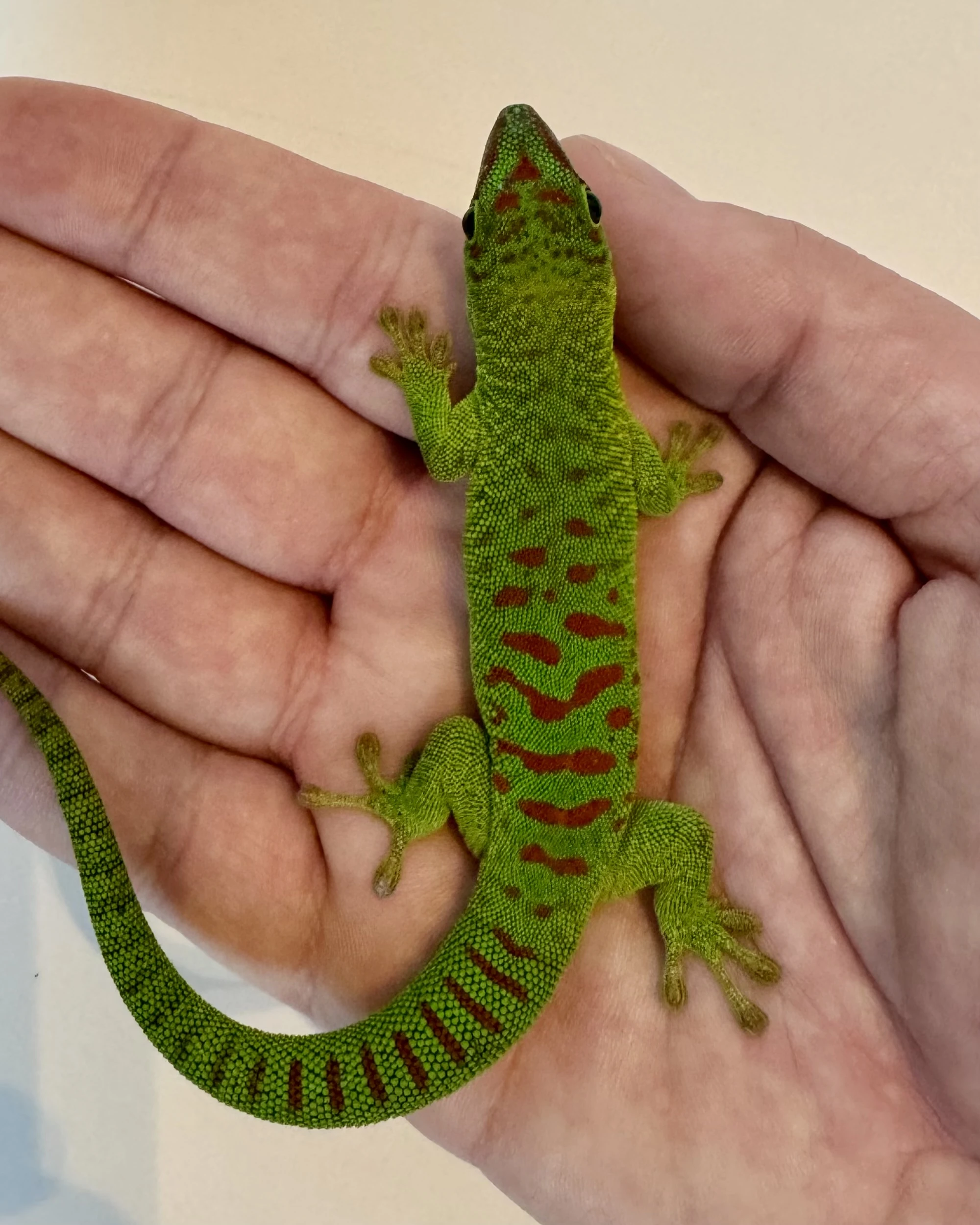 Phelsuma grandis high red 1.1 (samec a samice)