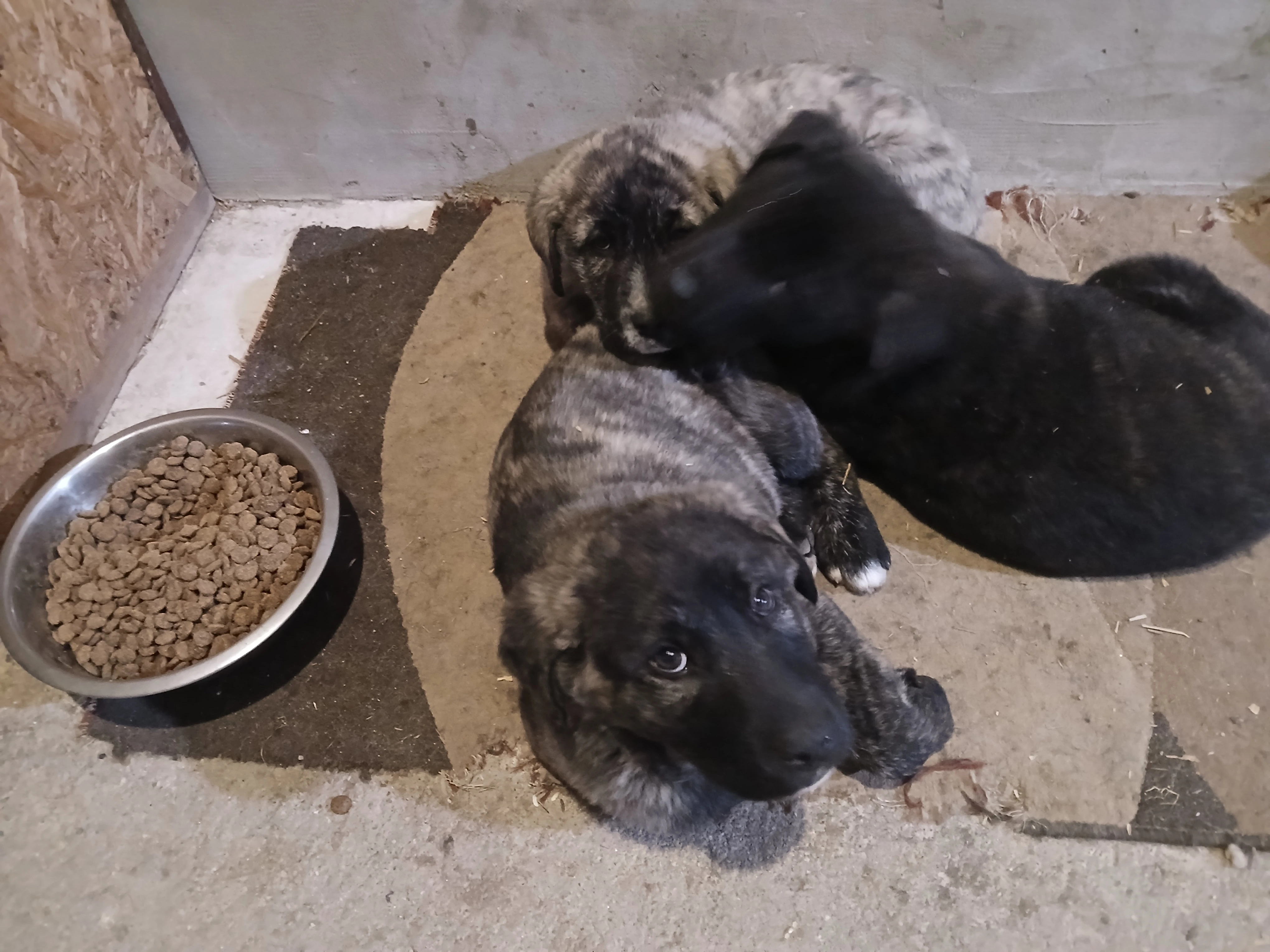 Stredoasijsky pastevecký pes