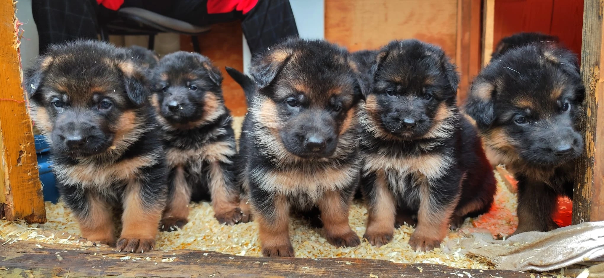 Štěňata Německý ovčák