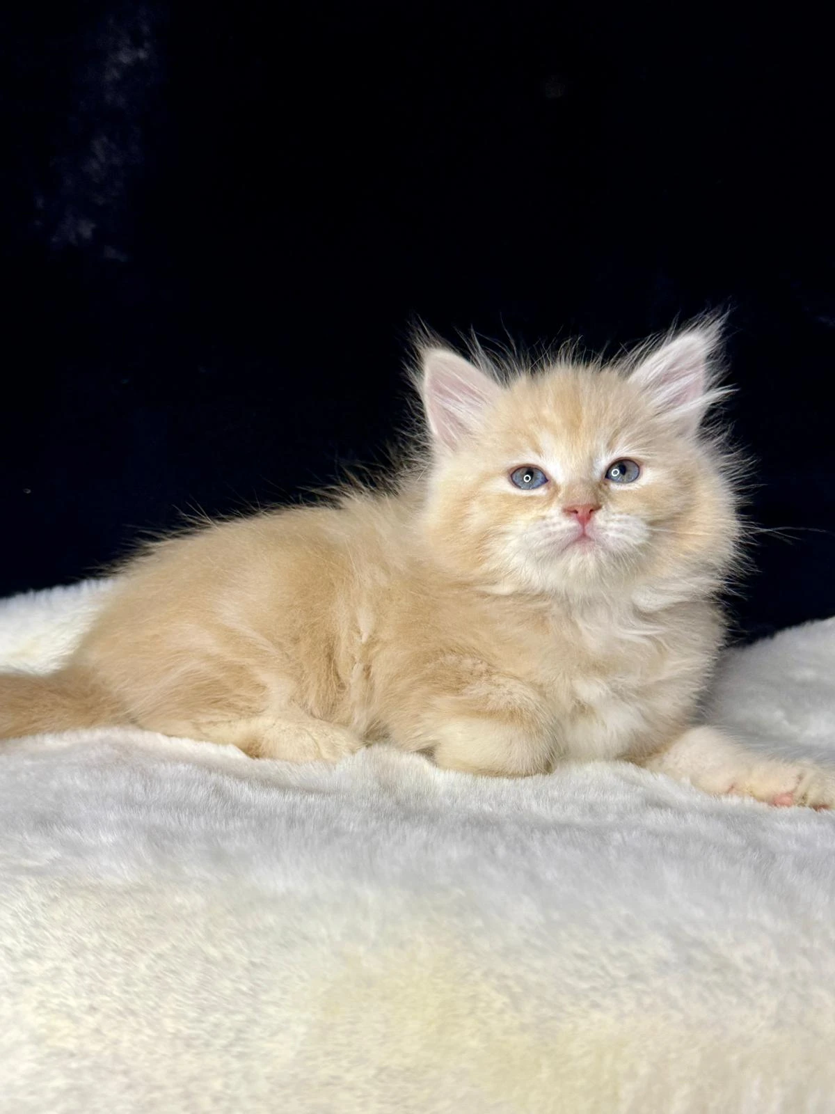 Sibiřská kočka s PP - kocourek Kilimanjaro