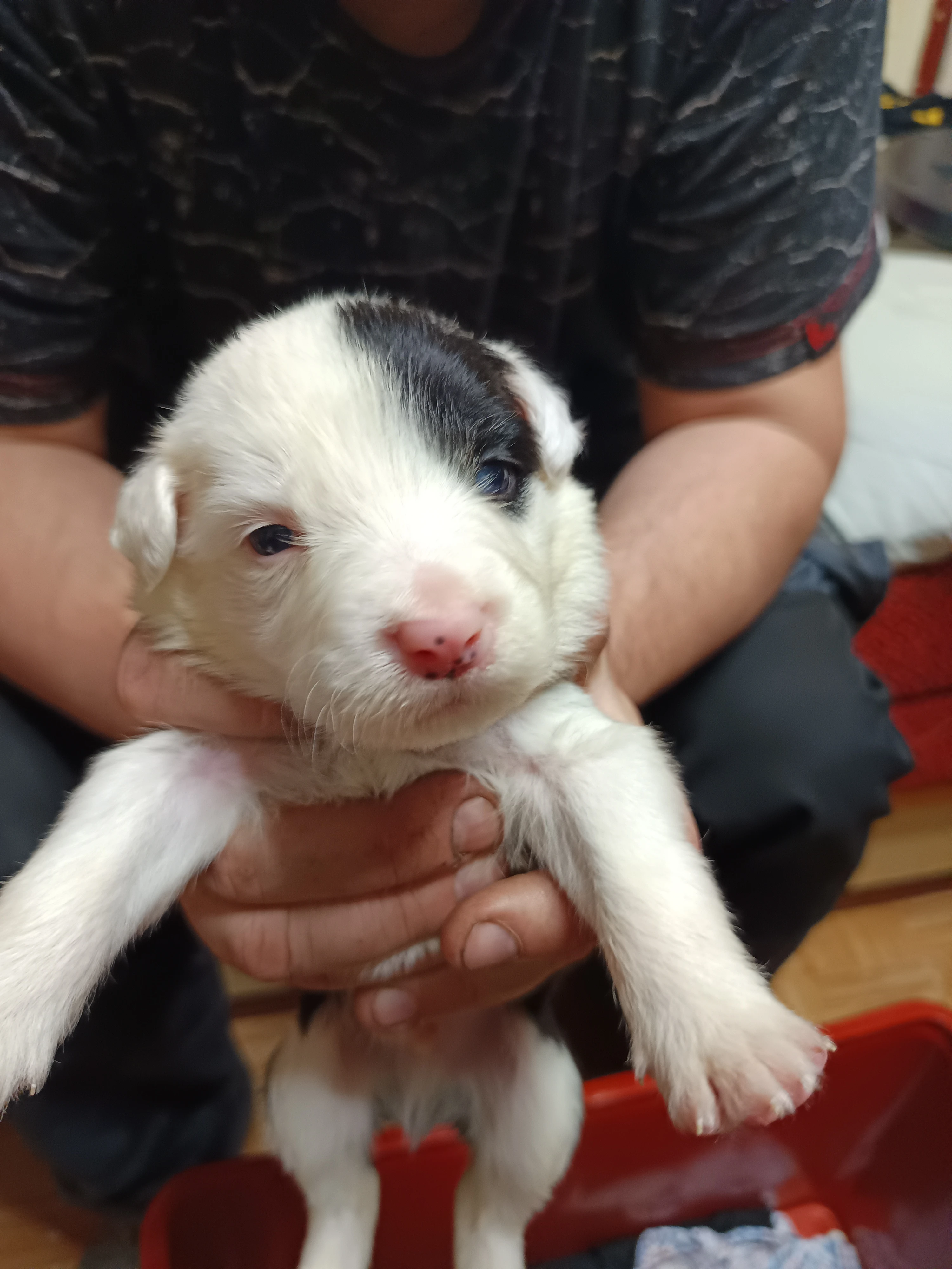 Štěňata border kolie