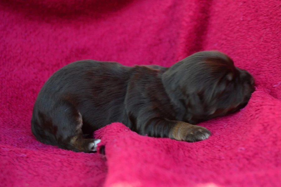 Havanský psík s PP