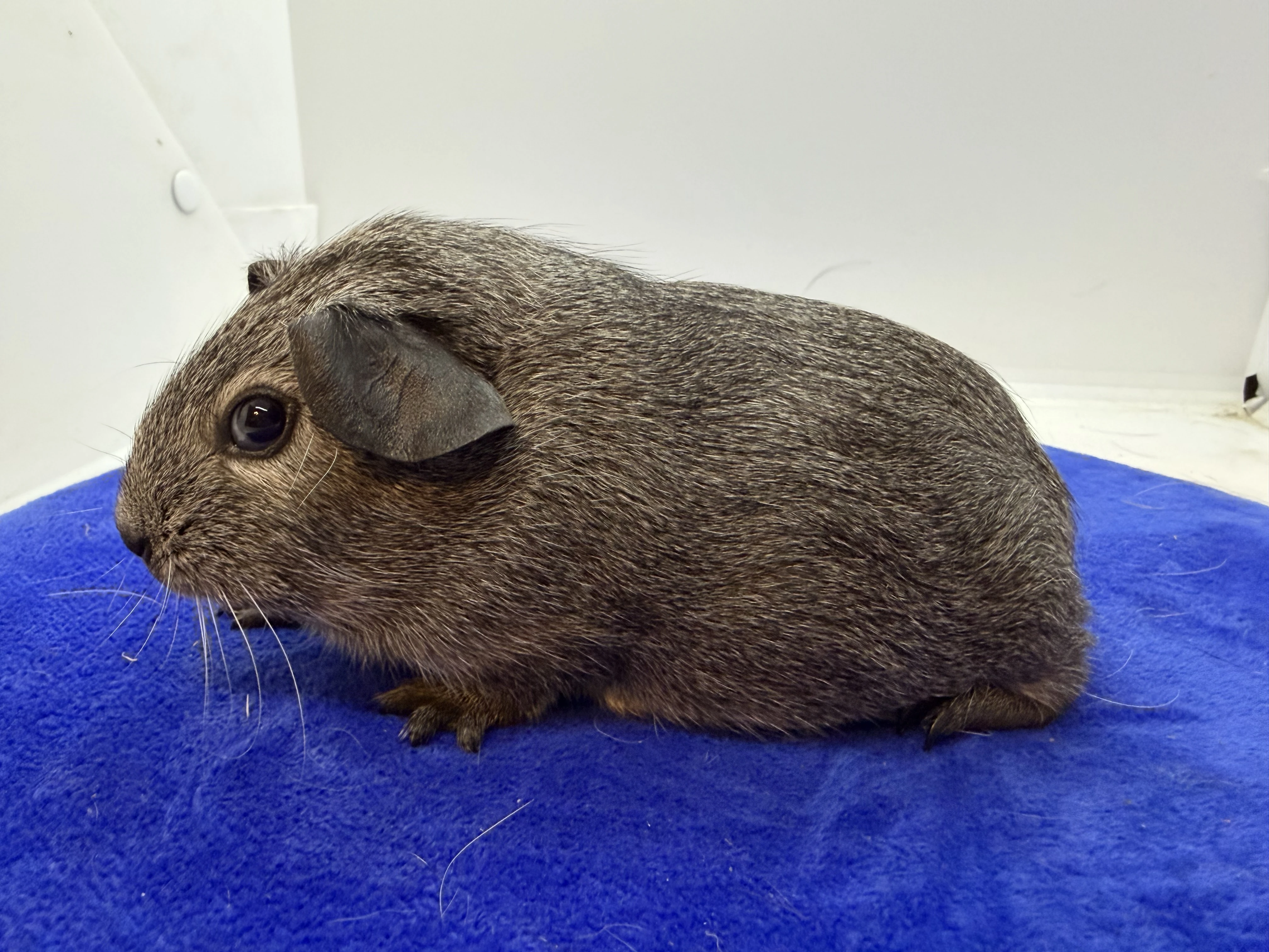 Morče hladké samička aguti černá/bílá s PP