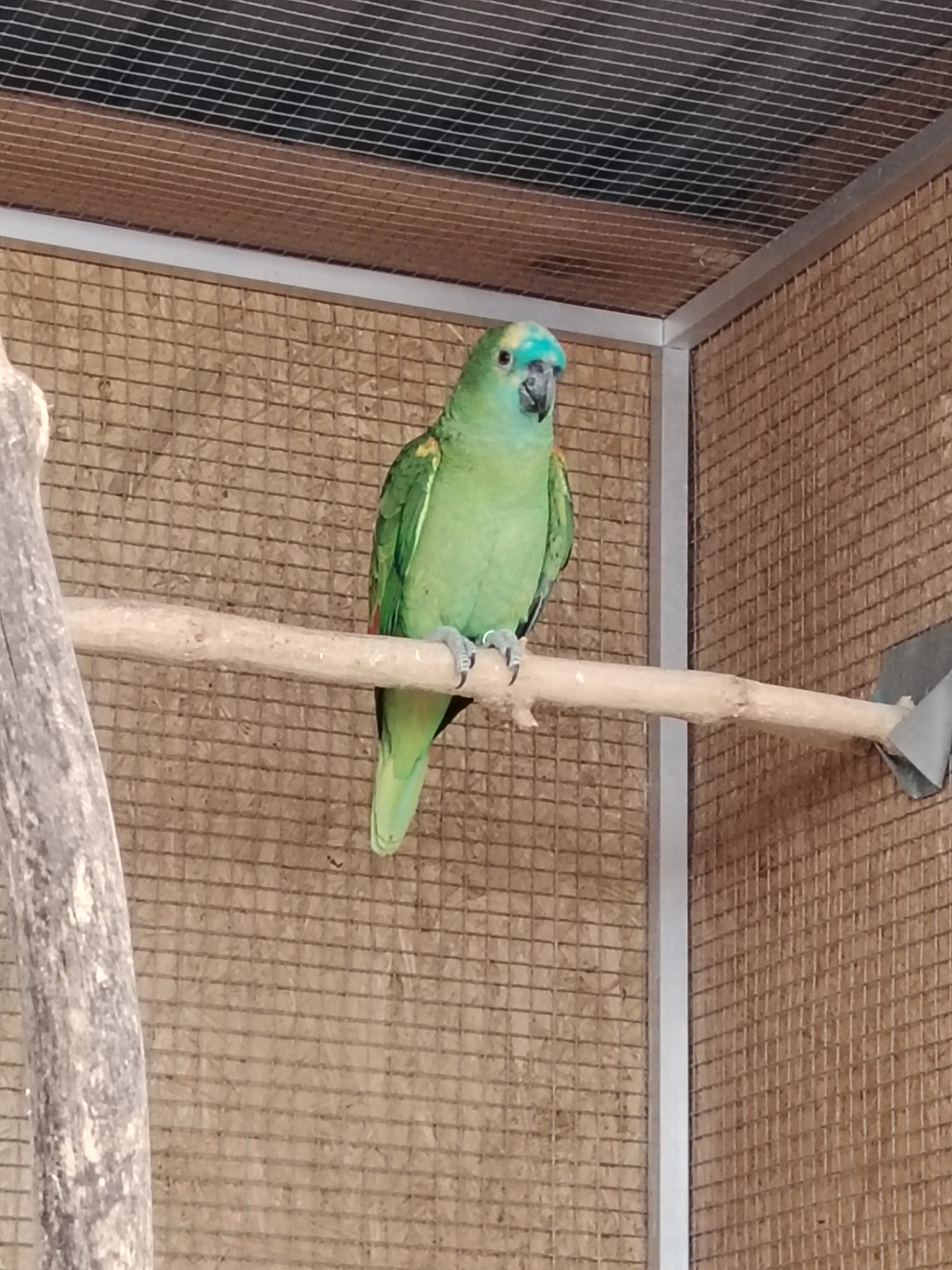 Amazoňan modročelý