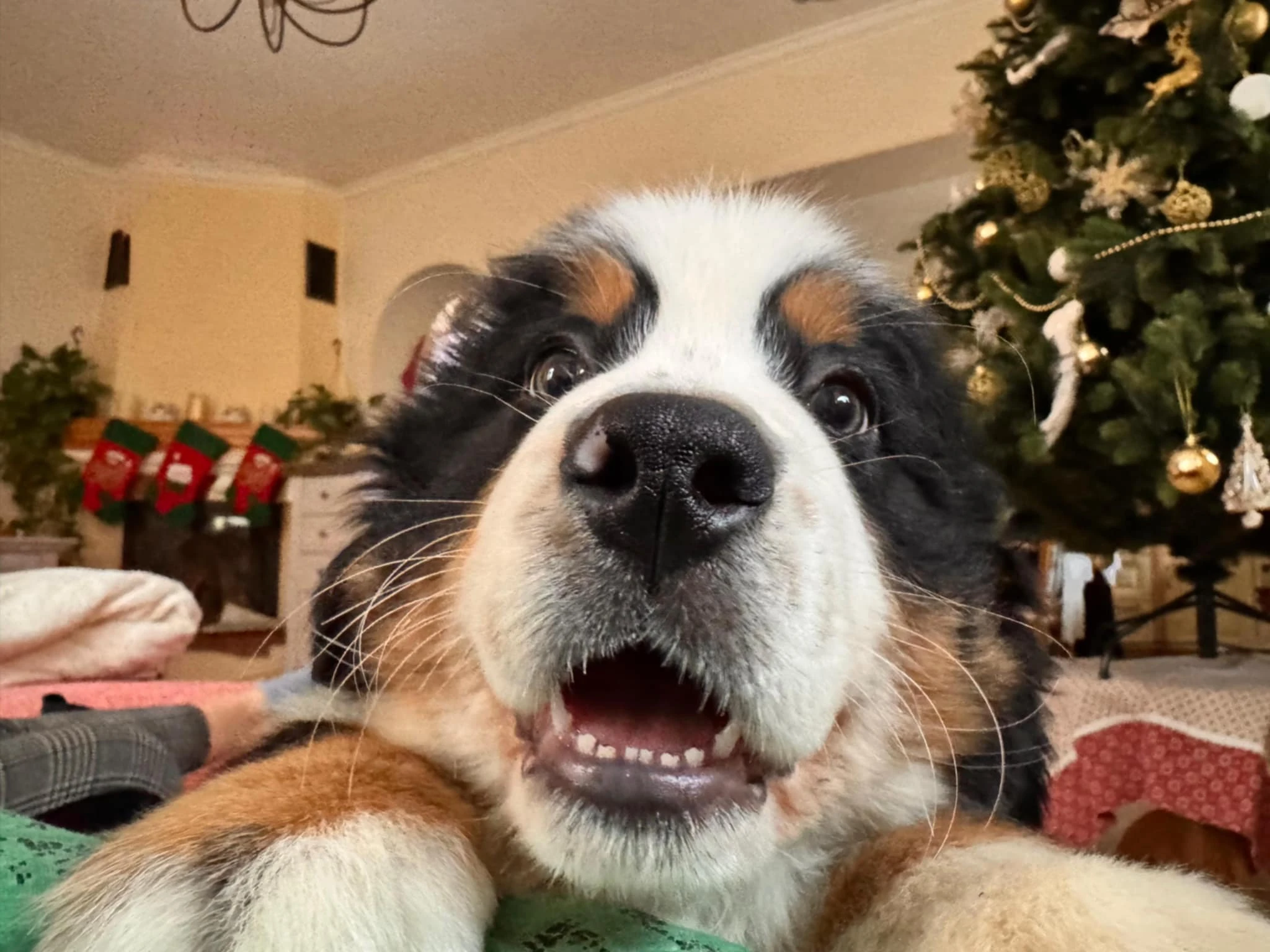 Bernský salašnícky pes - šteniatka s FCI PP