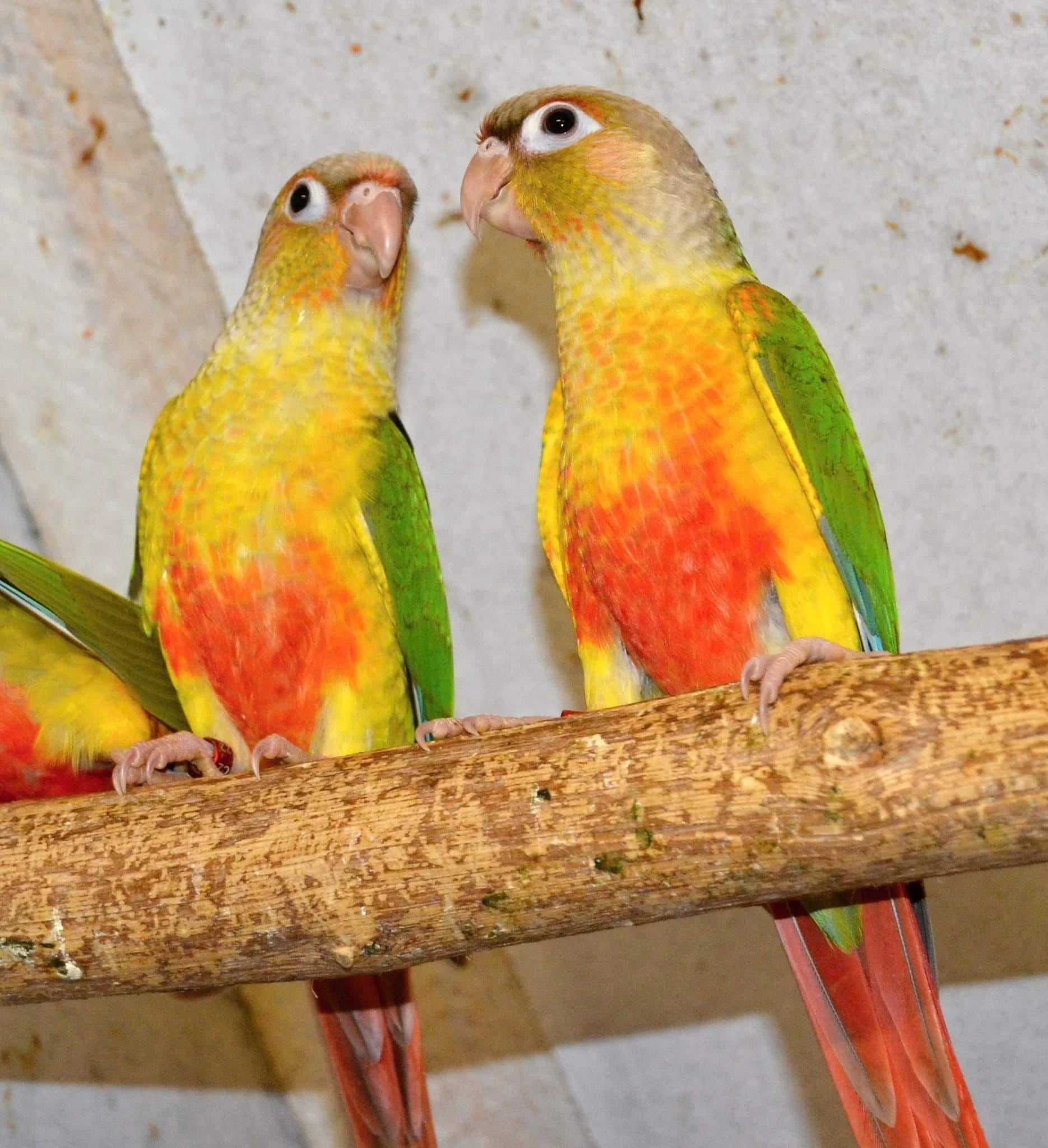 Pyrura ručně dokrmené