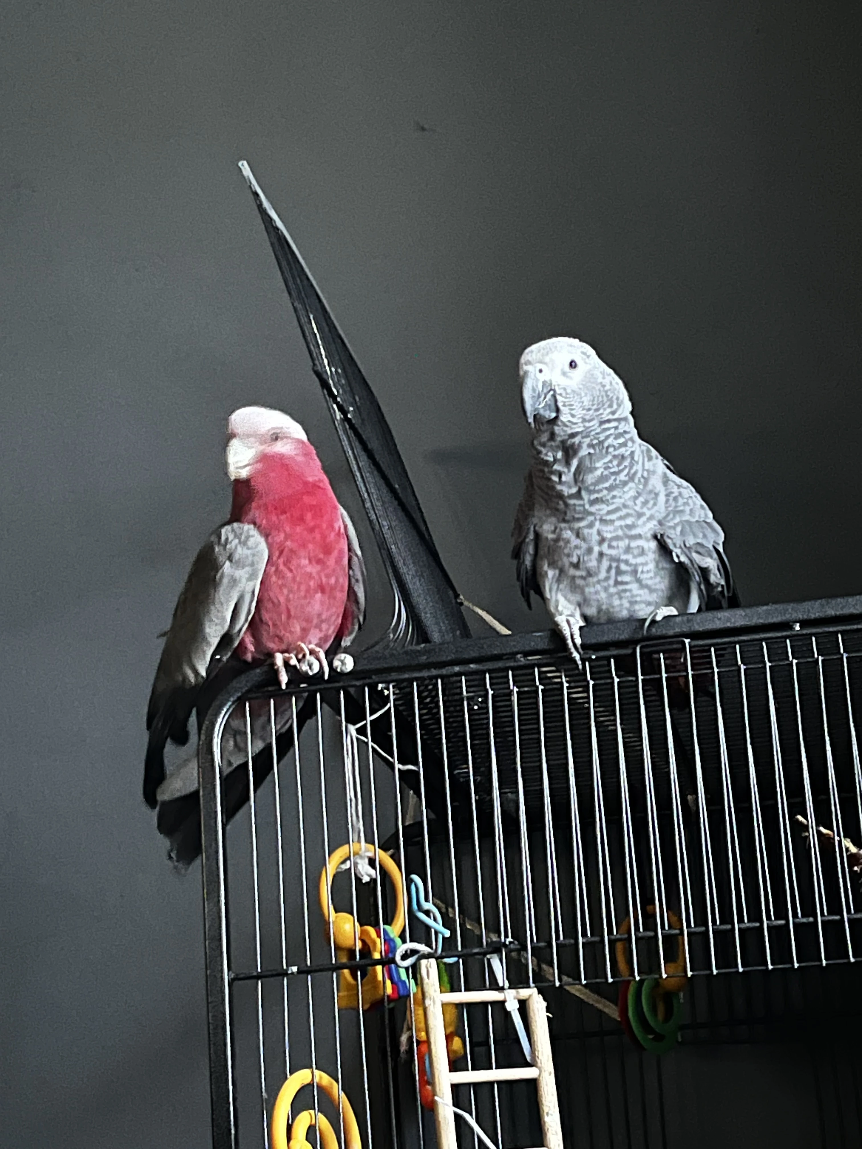 Prodám kakadu růžového