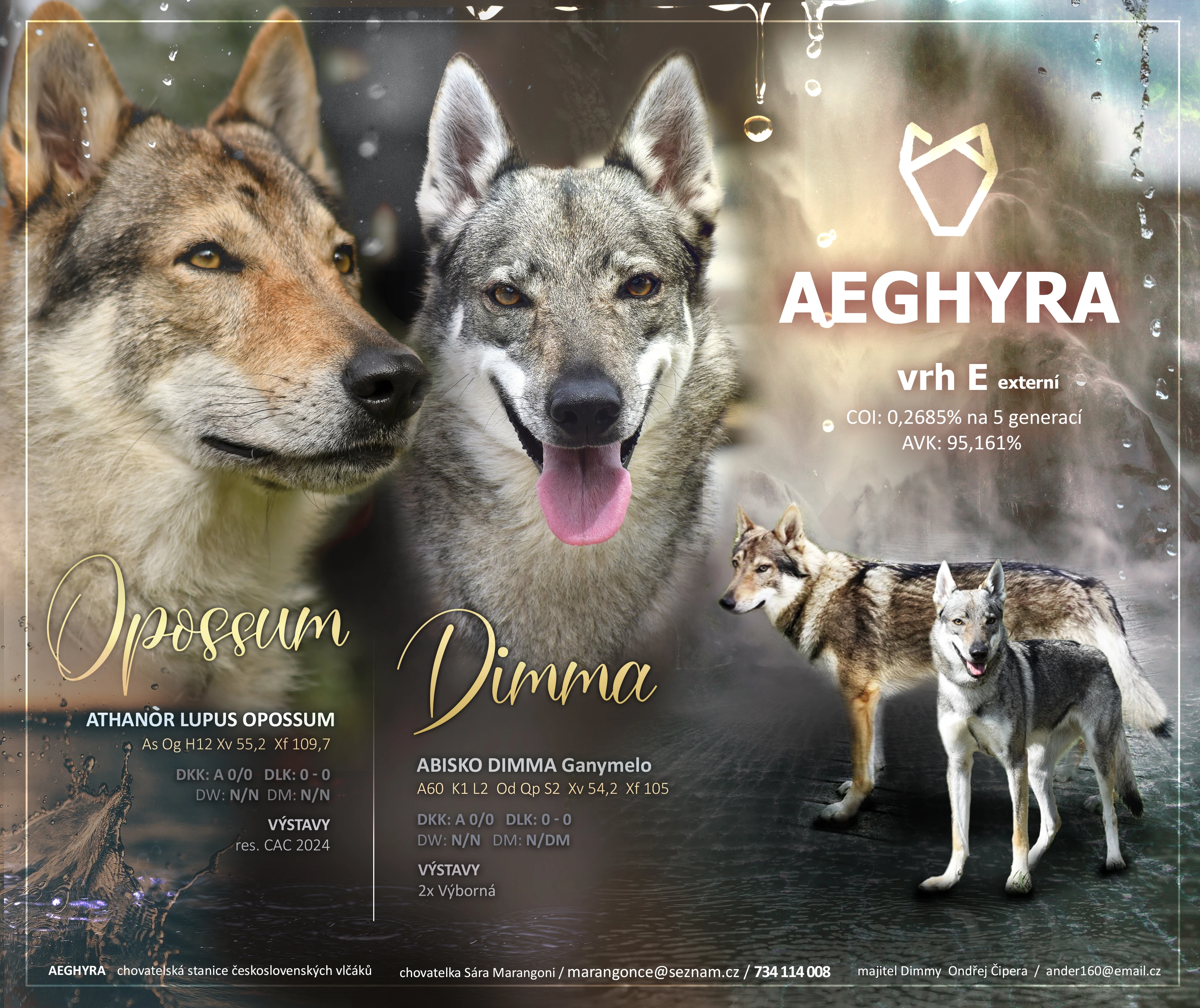 Československý vlčák s PP - vrh E Aeghyra