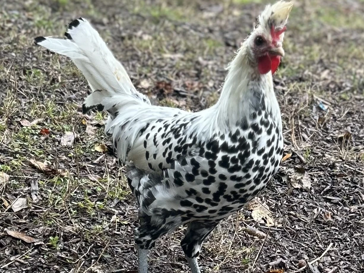 Apencelský chocholáč kohout