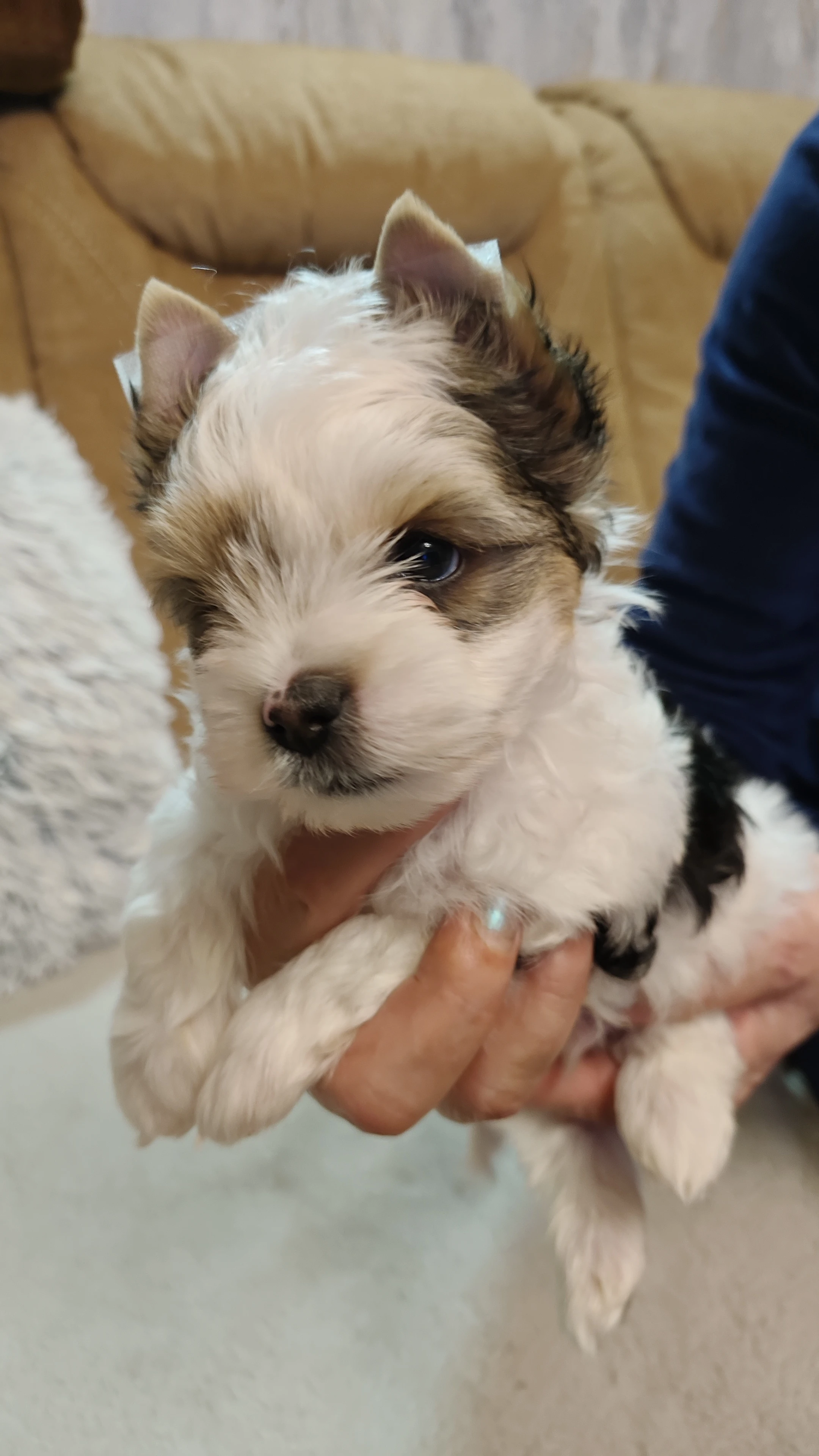 Biewer Terrier - chlapeček