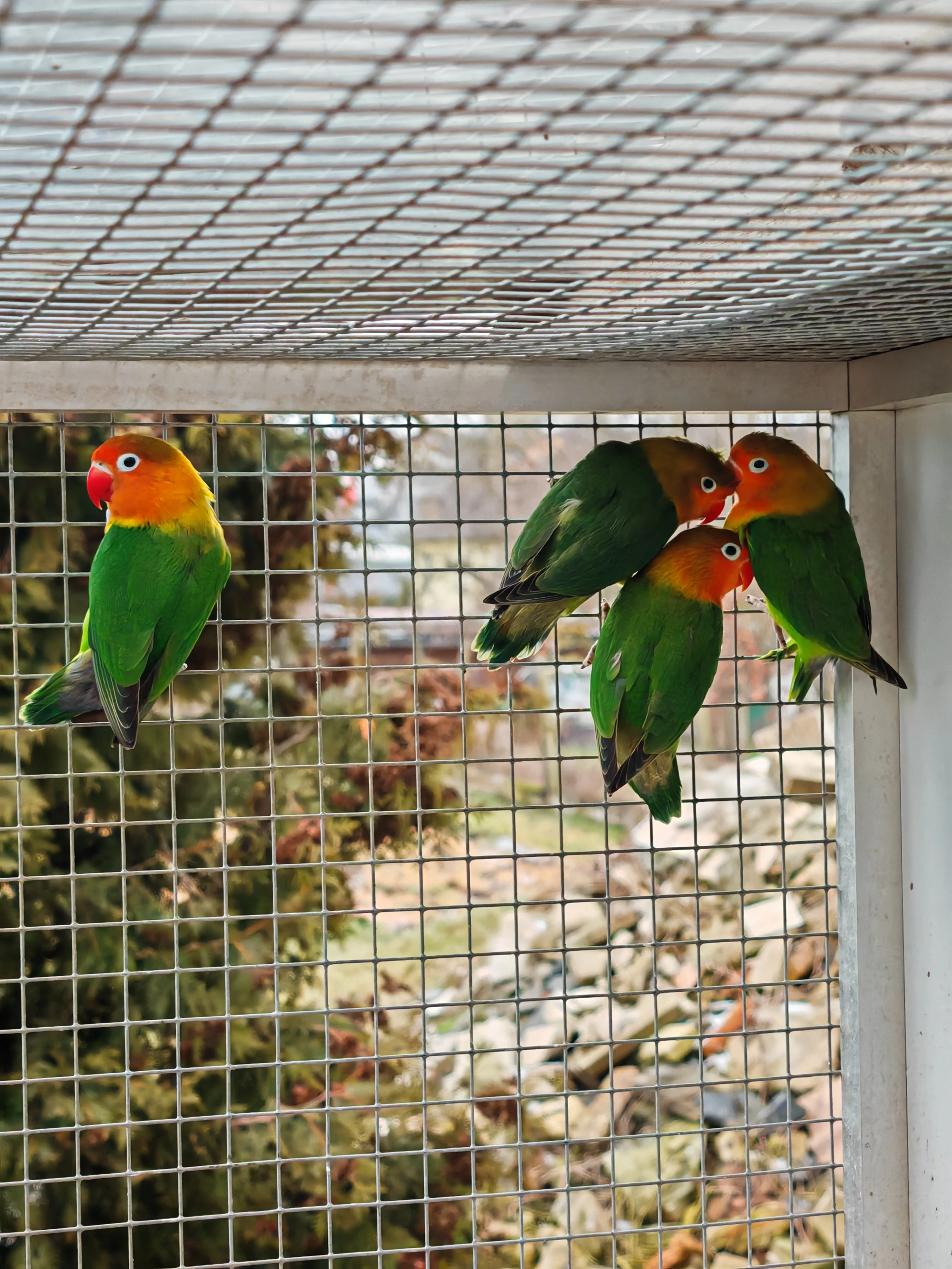 Agapornis fischerův 2025