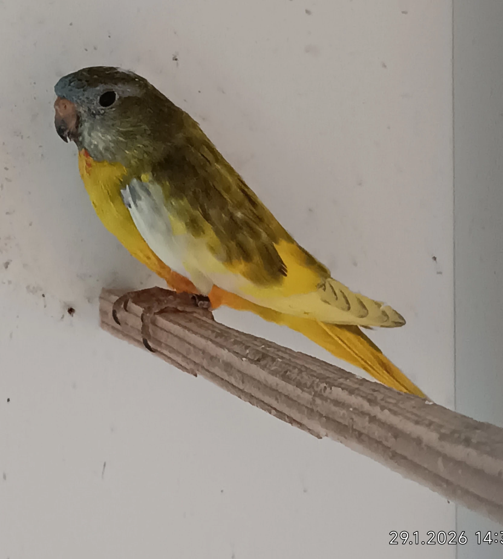 Neoféma modrohlavá lemovaná