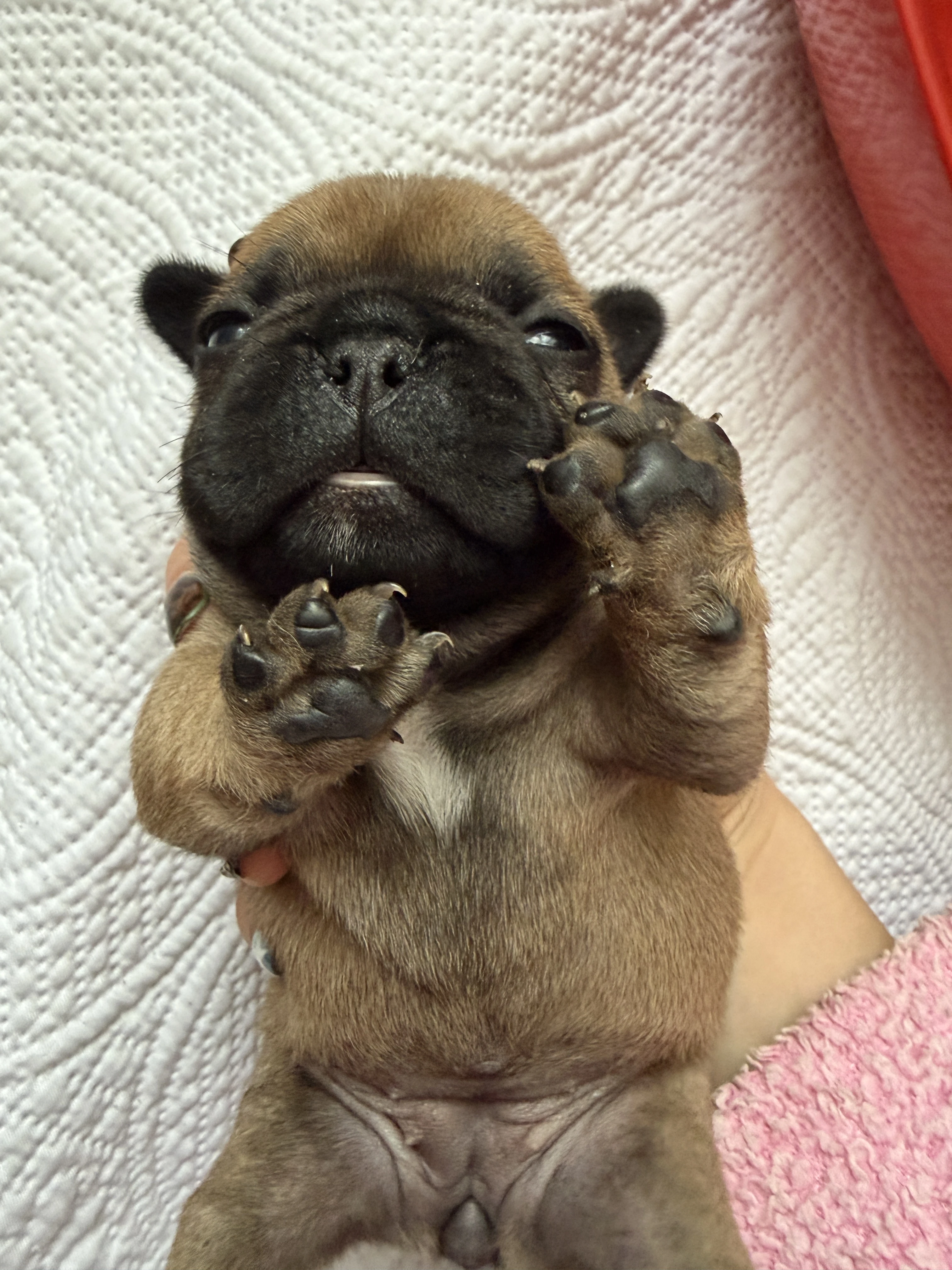 Štěňátka Francouzského buldočka