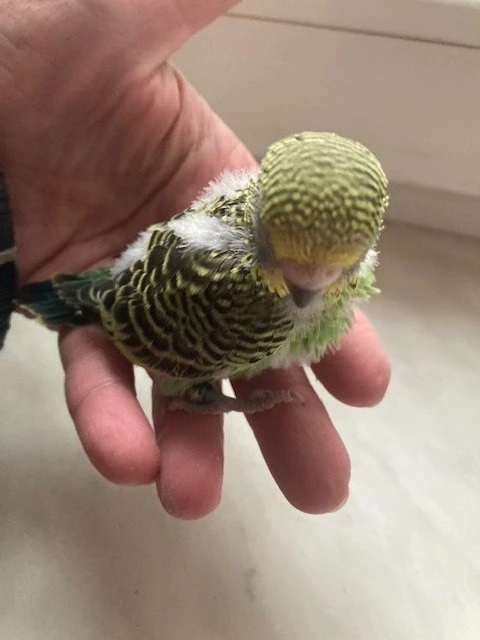 Andulky na ochočení