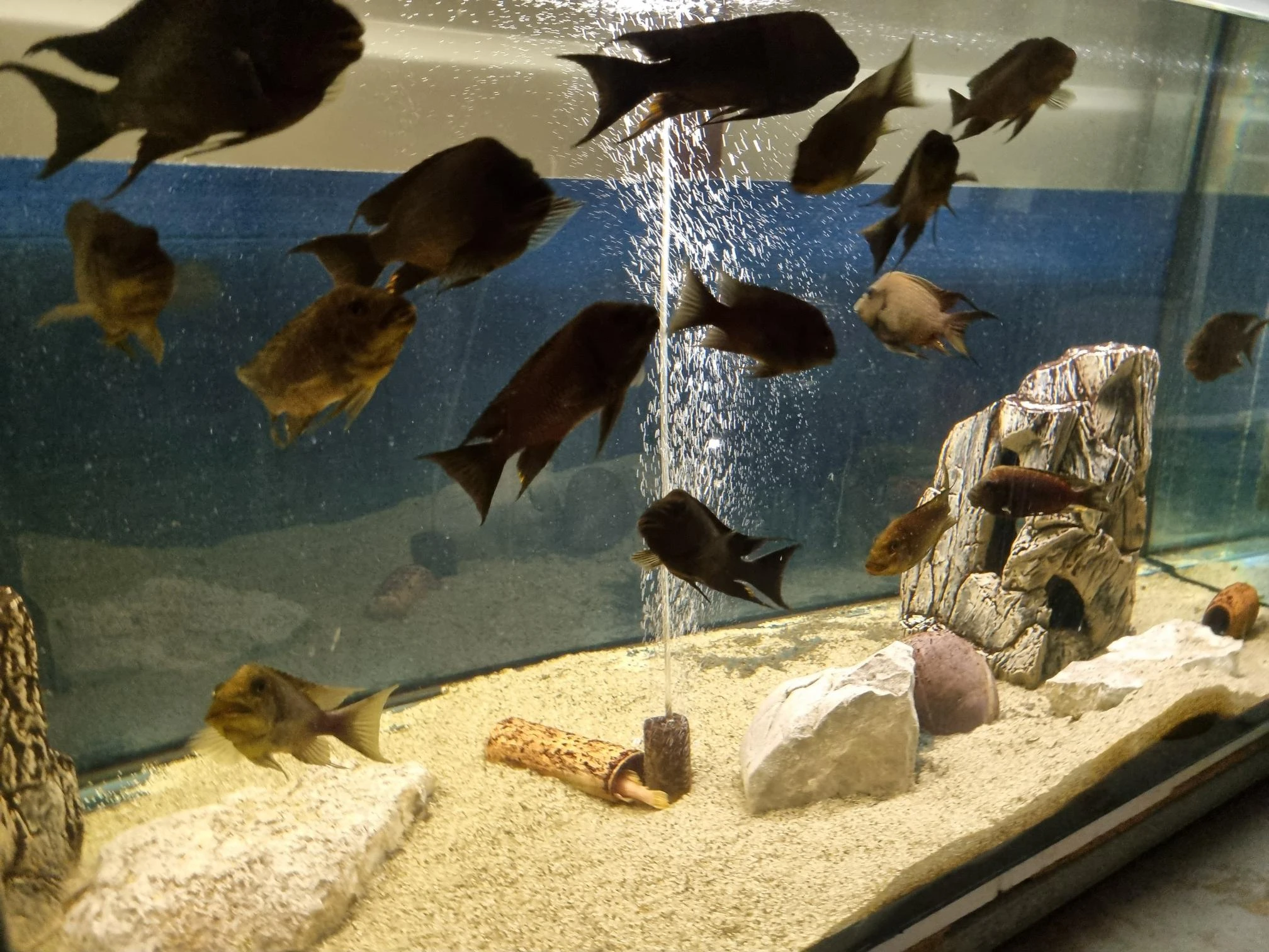 Skupina Petrochromis trewavasae