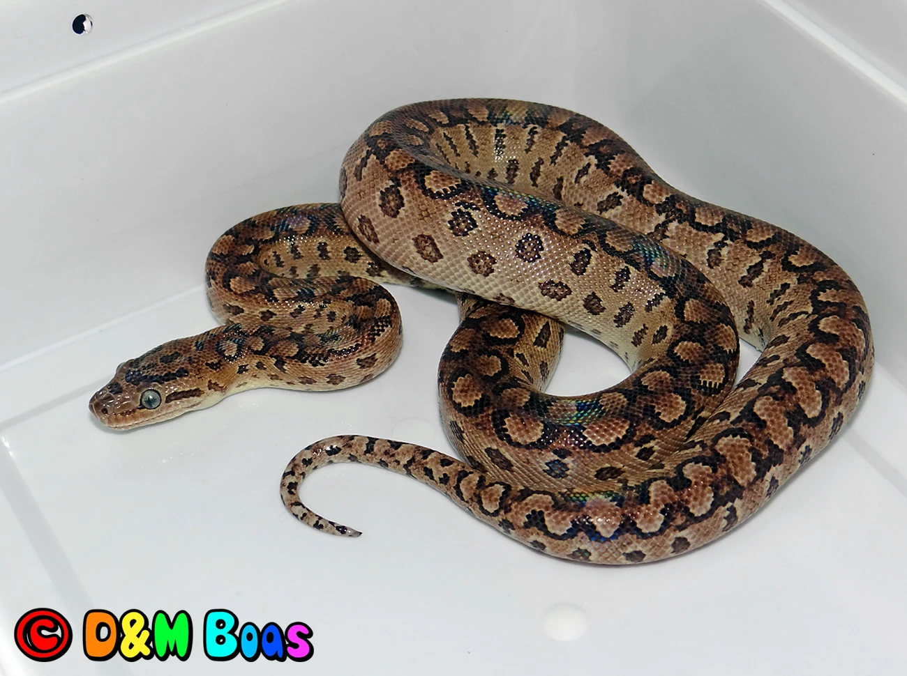 Epicrates cenchria alvarezi CB 5/2024