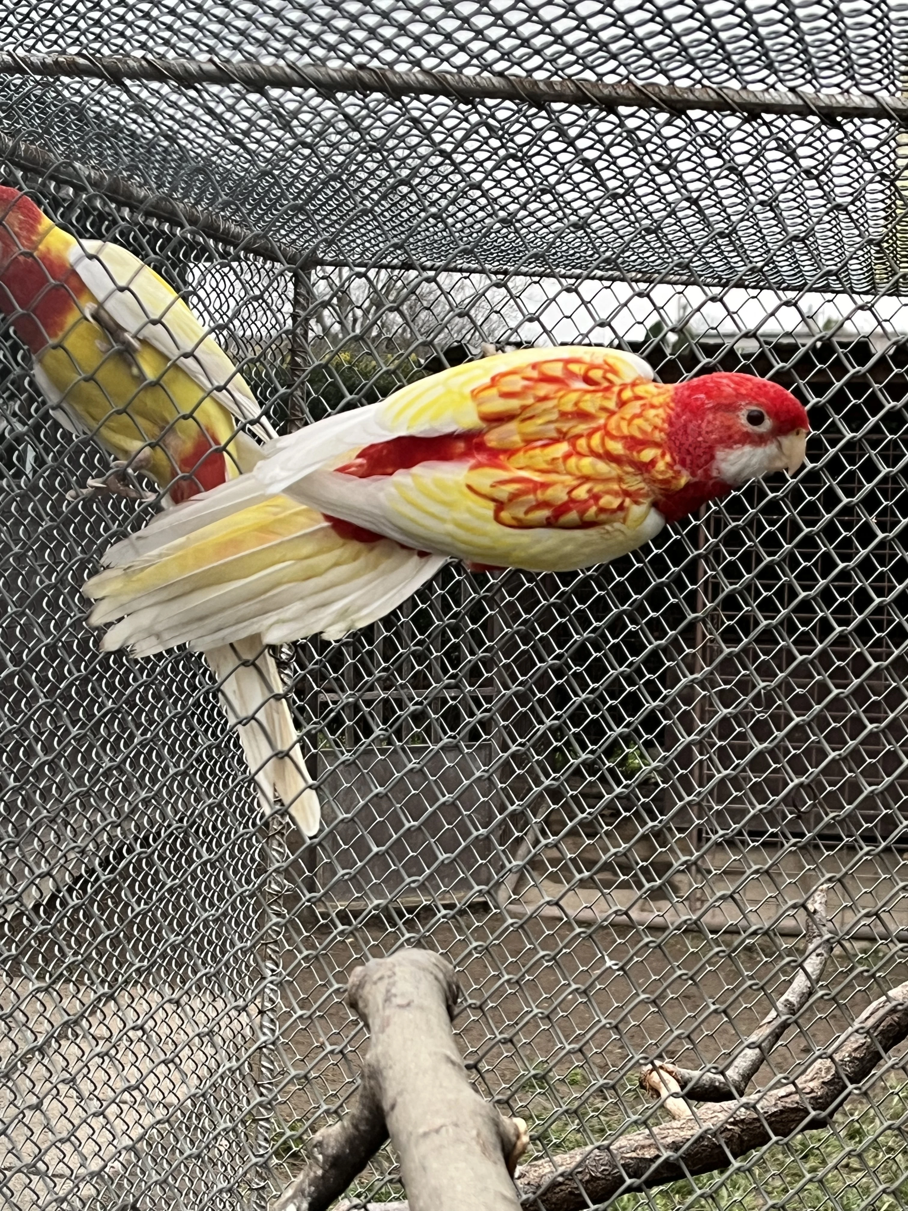 Rosela pestrá rubino