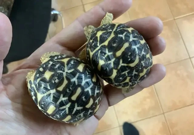 Indická hvězdicovitá želva (Geochelone elegans)