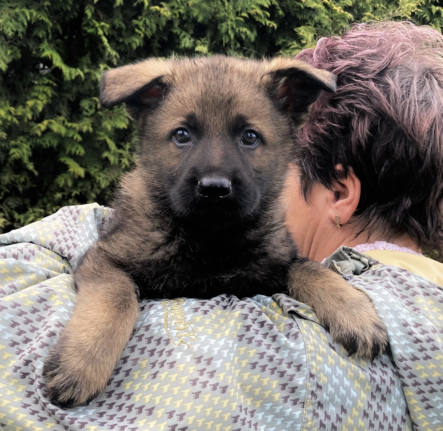 Německý ovčák mohutná fenka odběr ihned