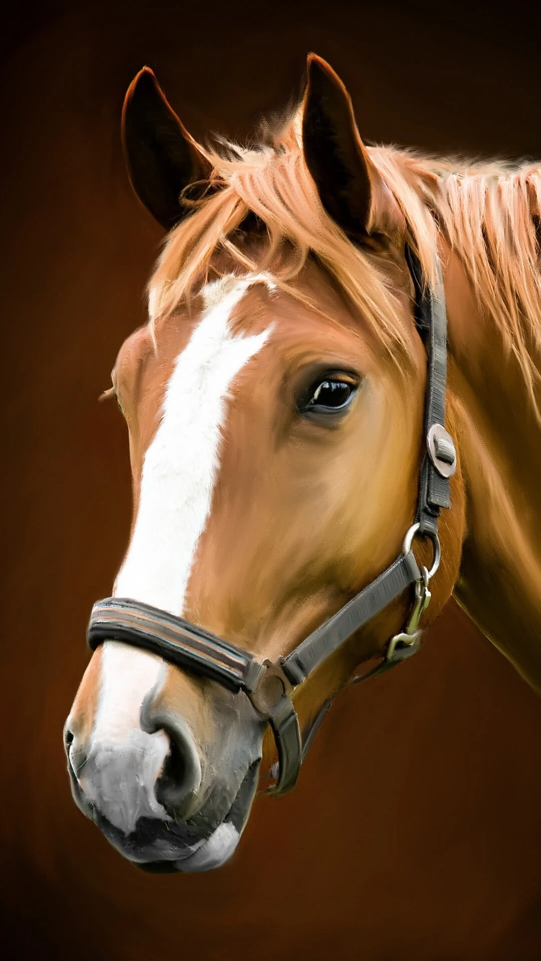 Hledám parťáka do sedla i do života