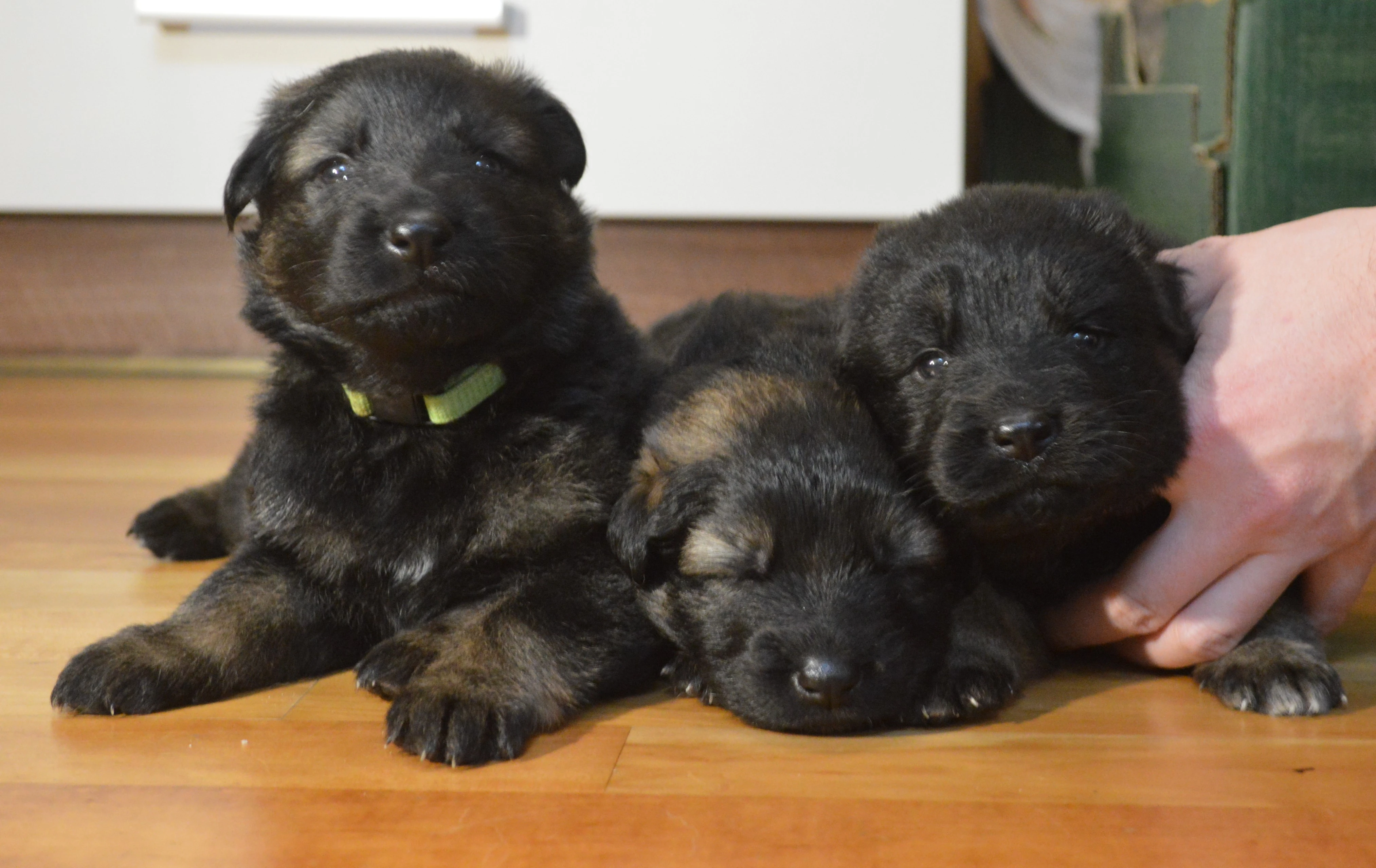 Německý ovčák dlouhosrstý