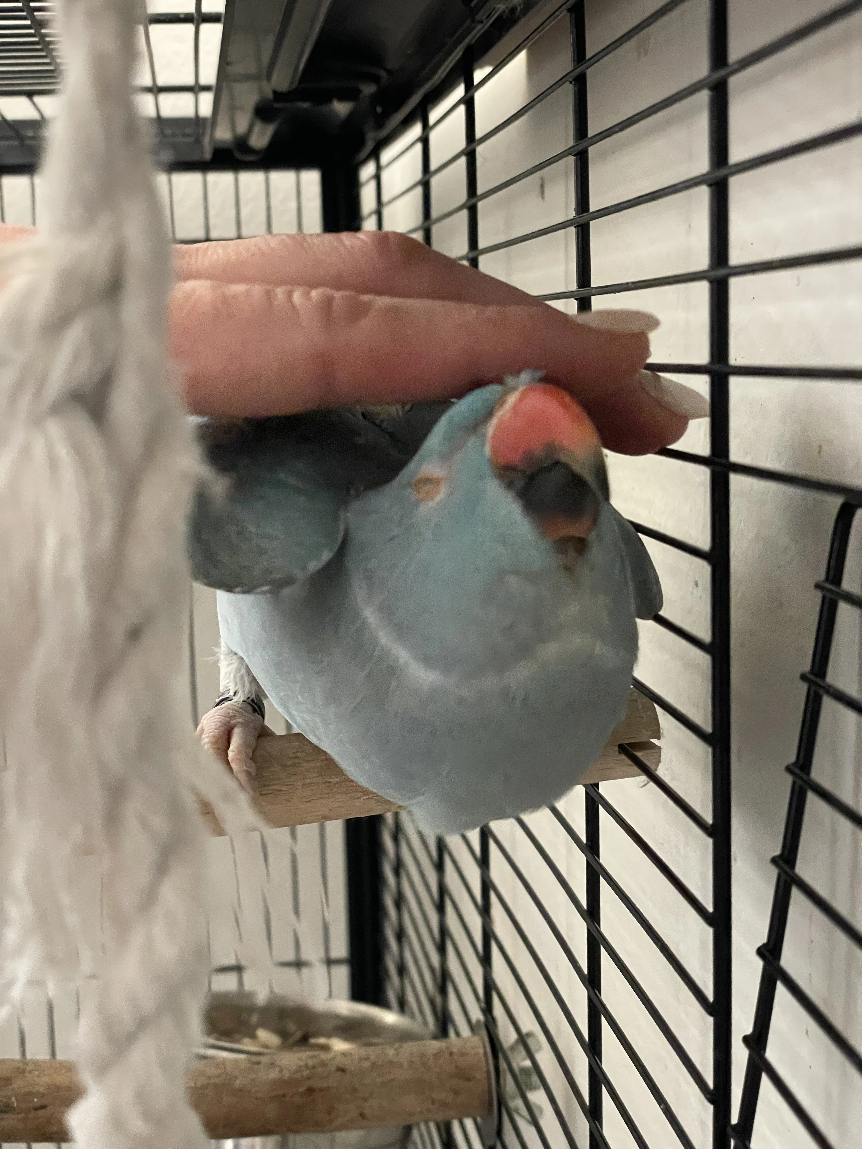 Alexandr Malý samice