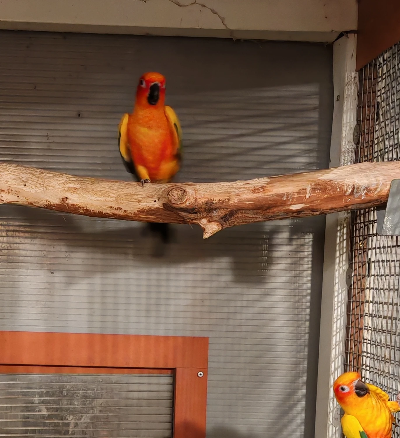 Aratinga sluneční 1.1,