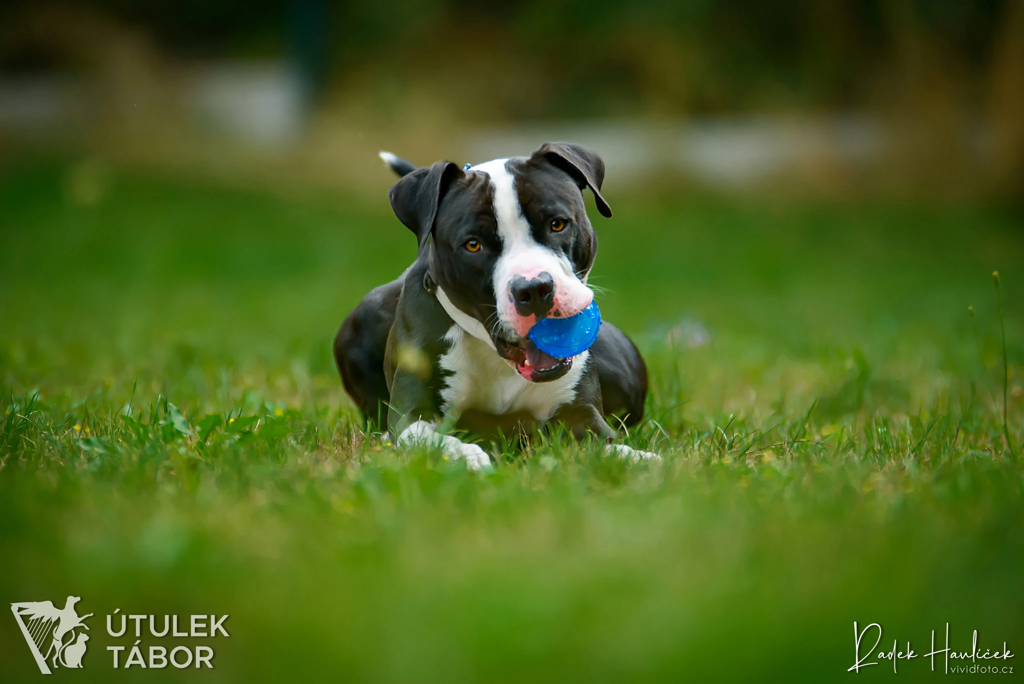 Langyos – vlahý plamen plný naděje