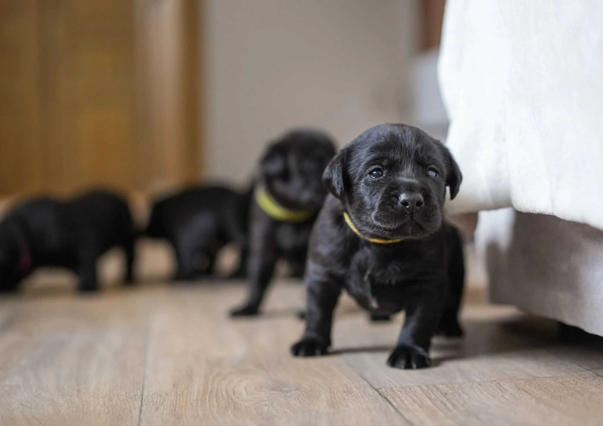 Štěňata Labrador retrievera s PP – Field Trial linie