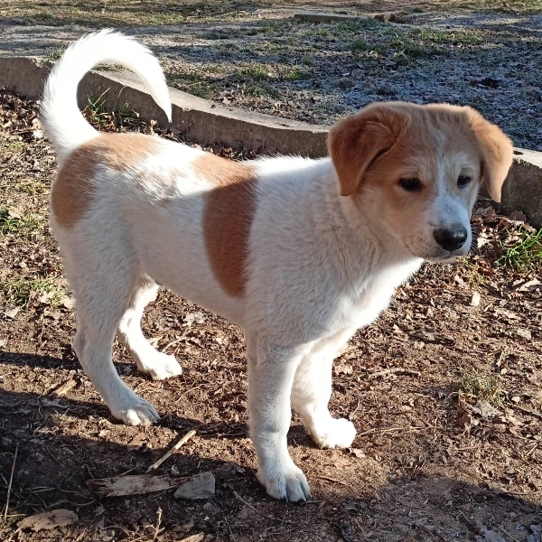 Kanaánský pes - štěňátko s PP