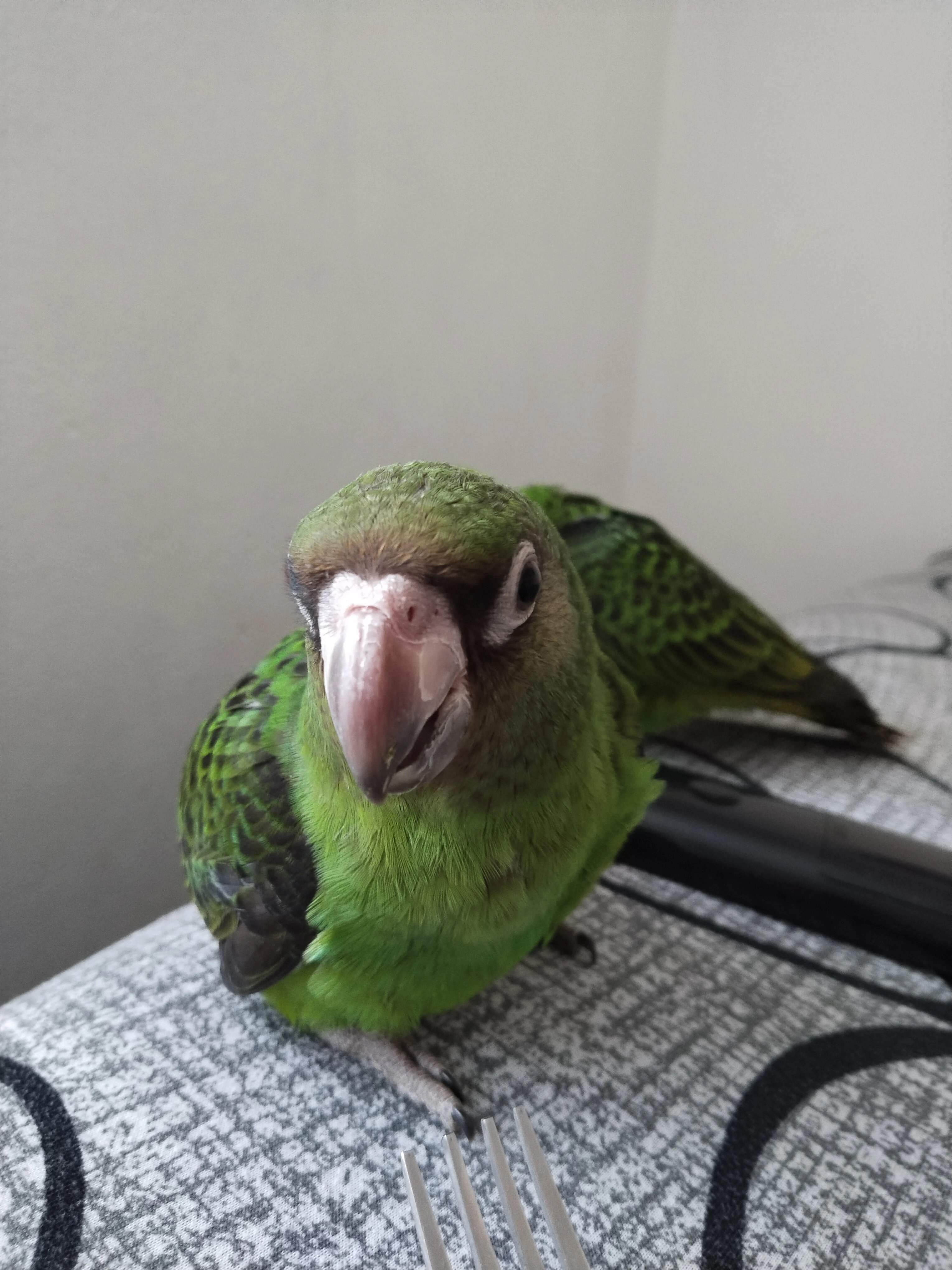 Koupím konžskeho g.f.