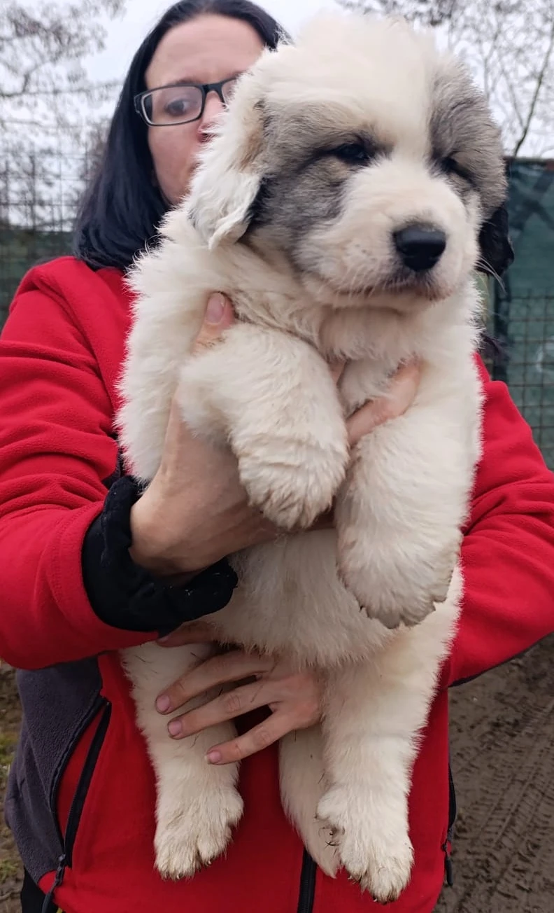 Pyrenejský horský pes chlupáči