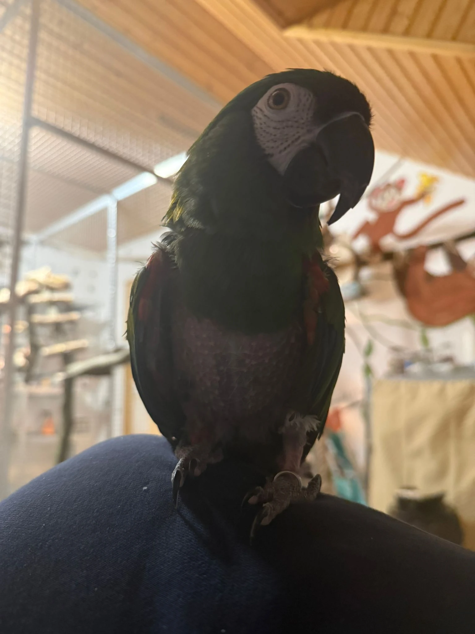 Daruji samičku ara severa