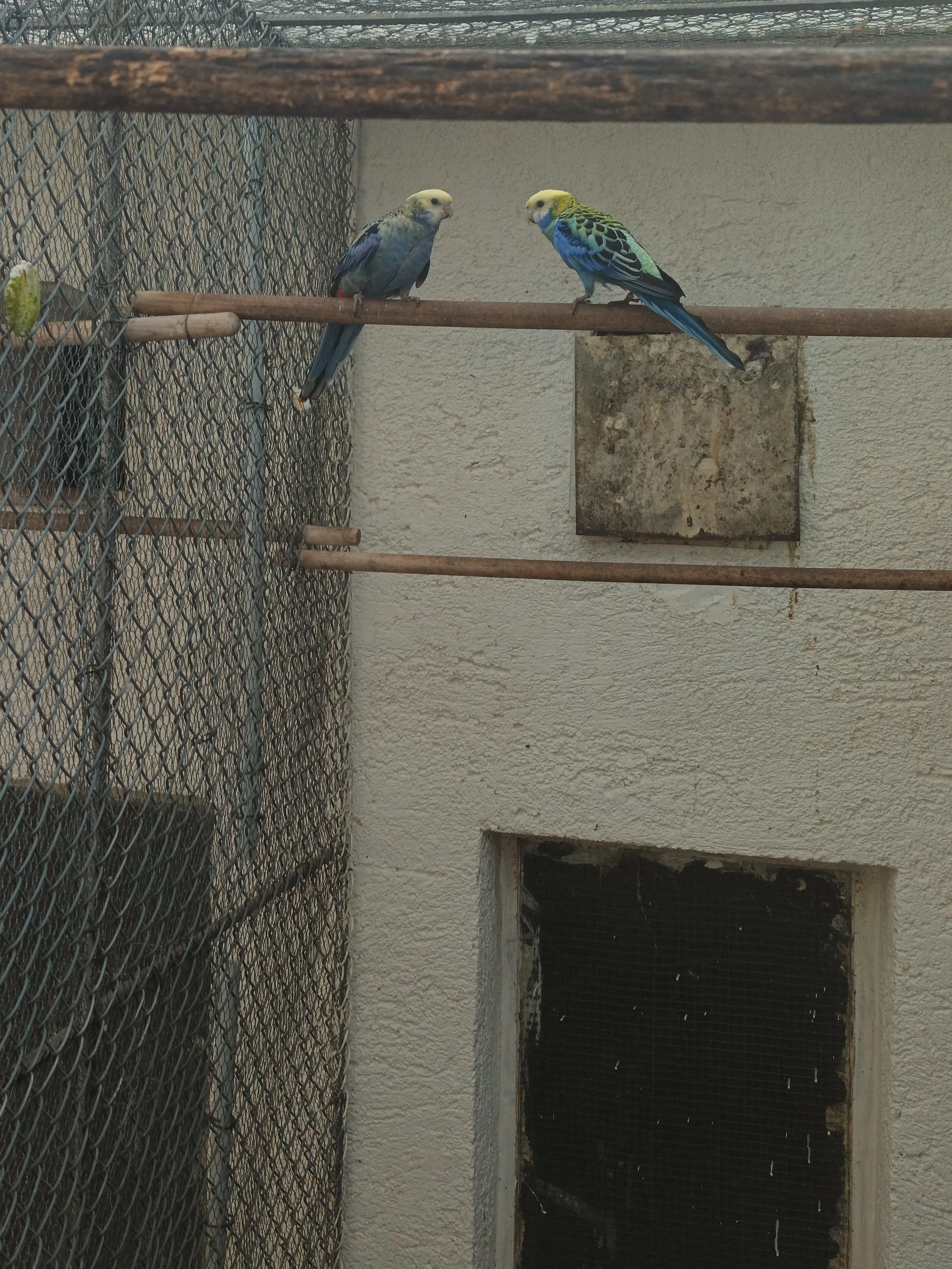 Rozela žltohlavá modrolíca severná