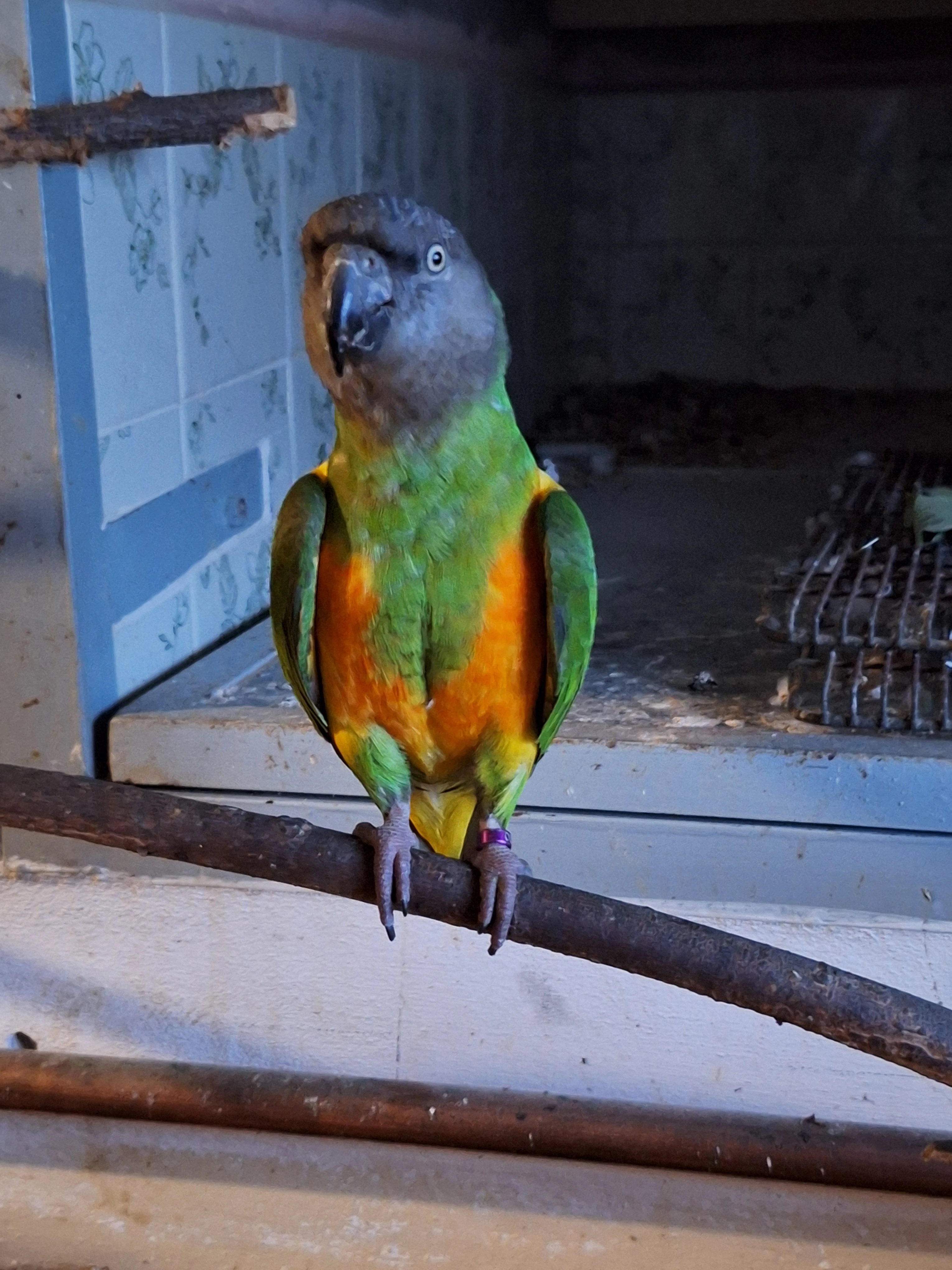 Samec 2019, kroužkovaný s DNA