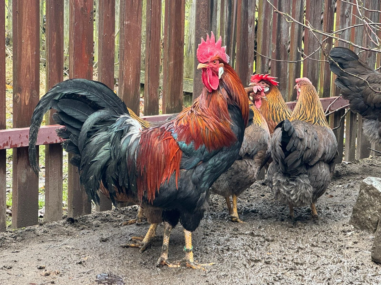 Vlaška koroptví - kohout