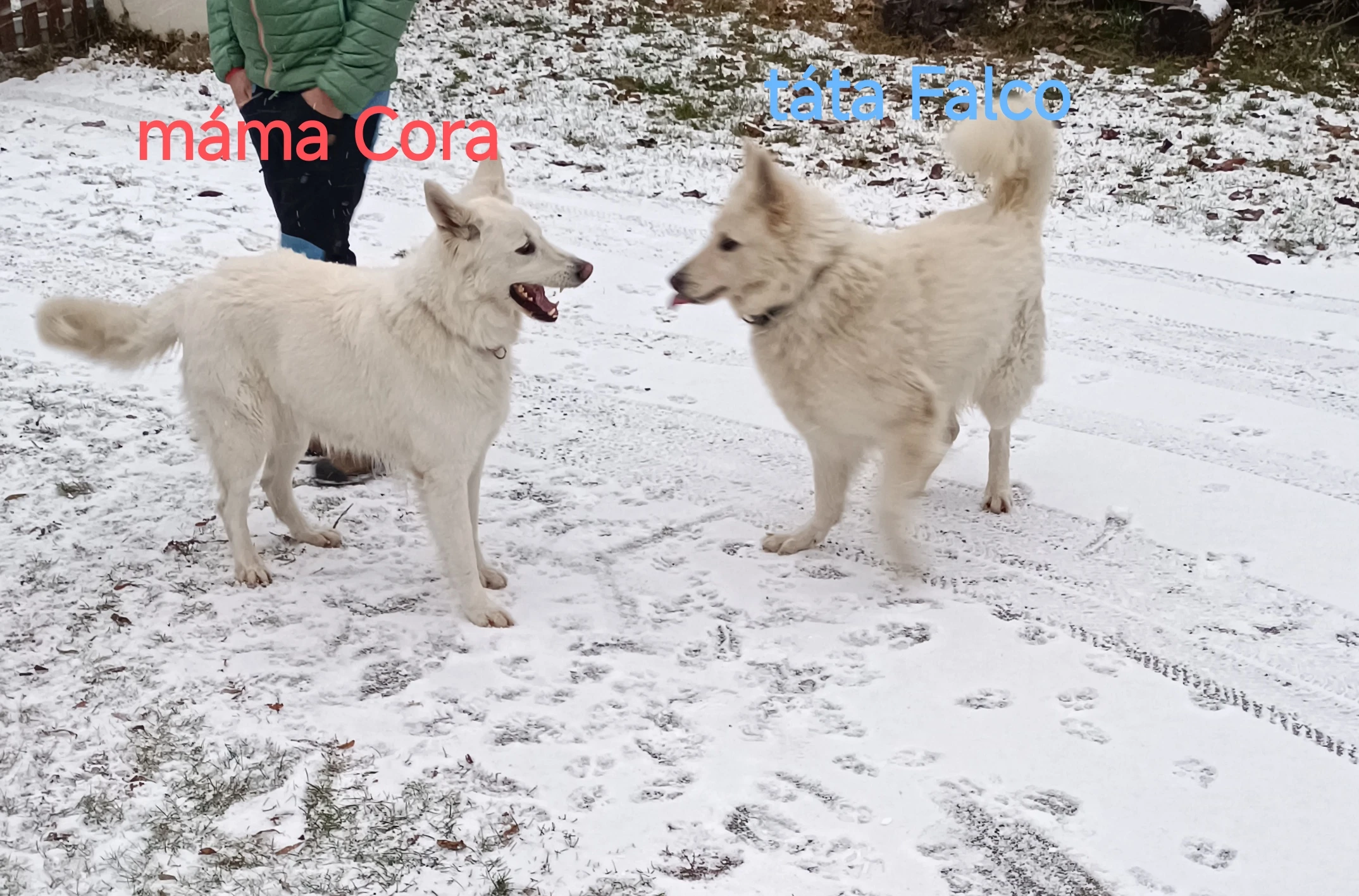 Rezervace na štěňátka švýcarský ovčák dlouhosrstý bez PP