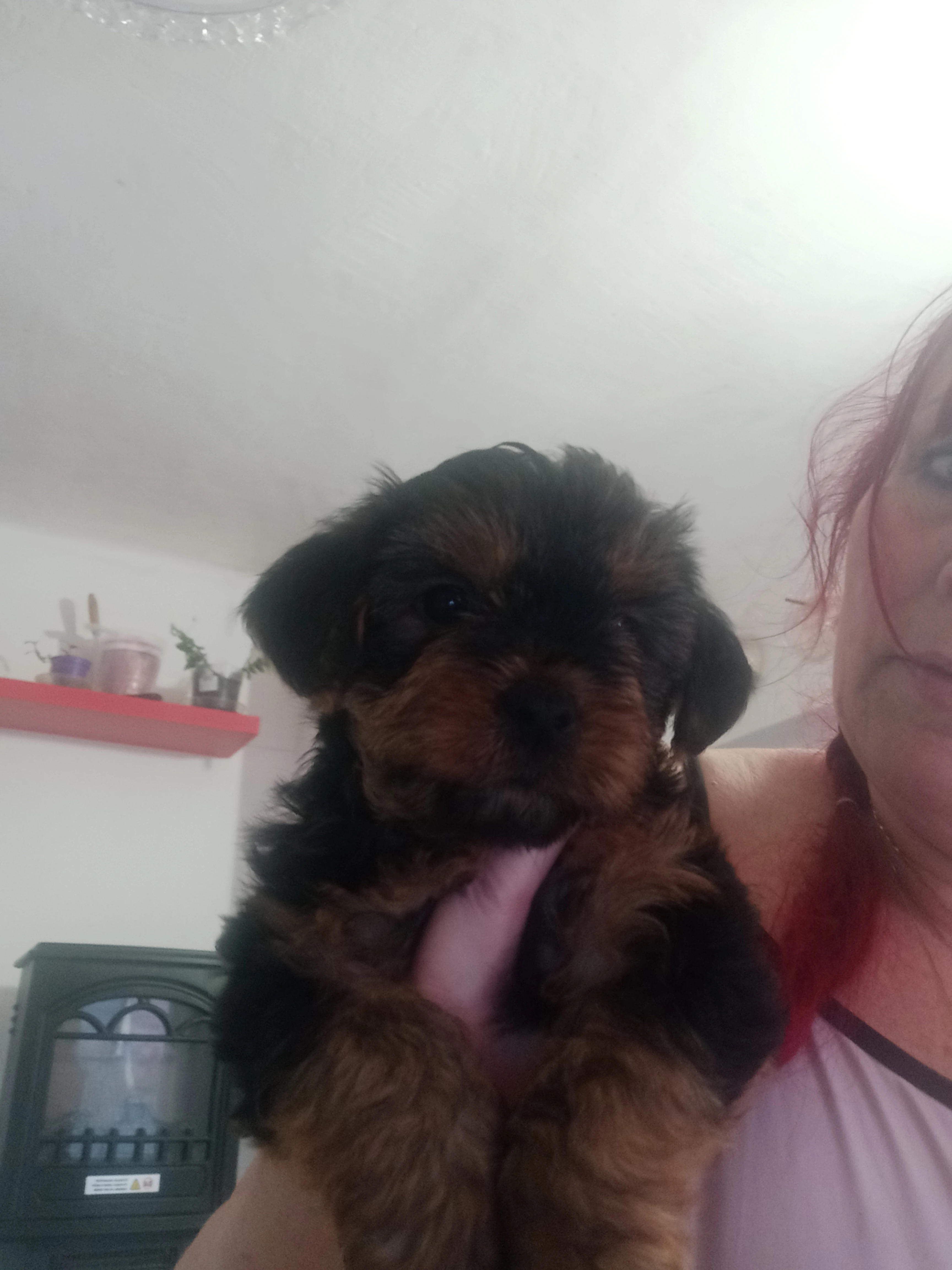 Jorkšírský terier