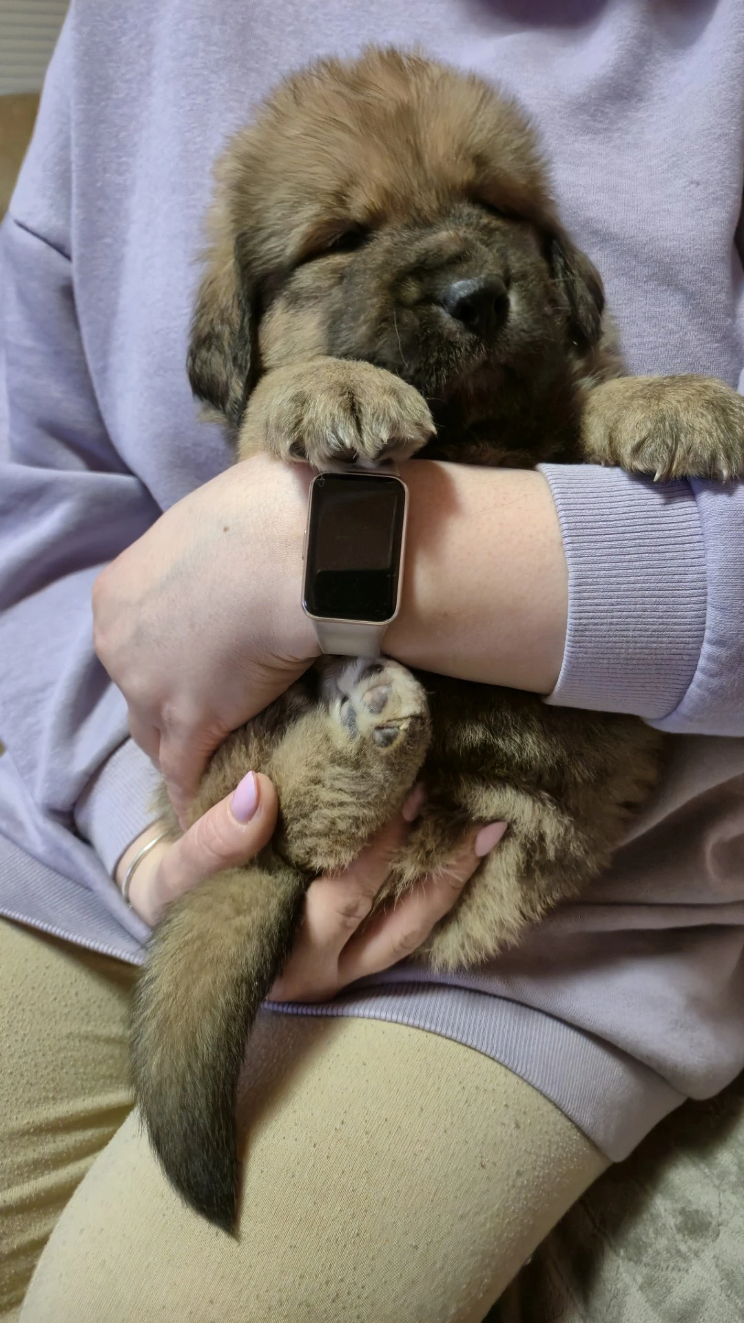 Rezervace štěňátek - Tibetská doga