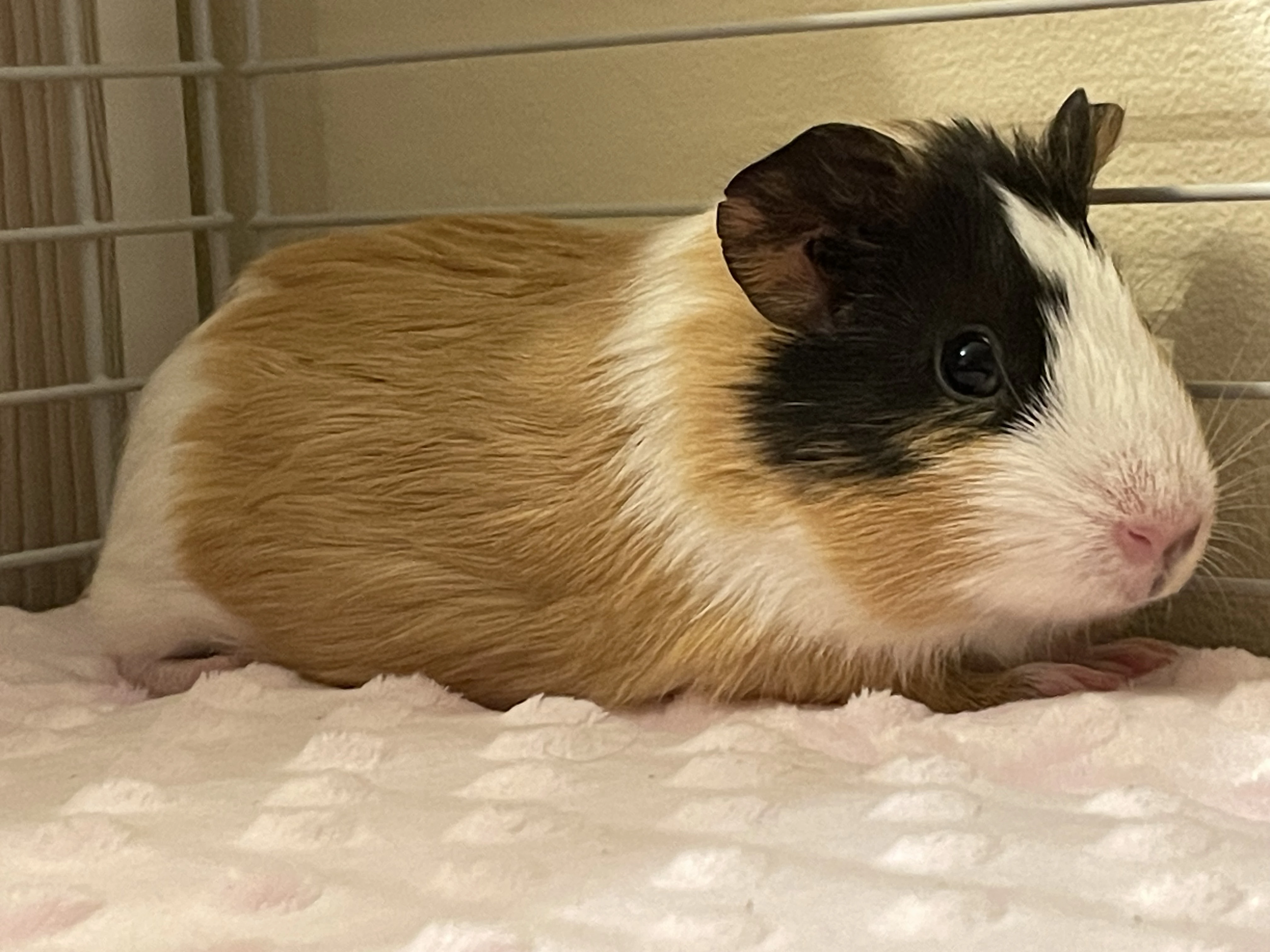 Prodám krásnou samičku morčete