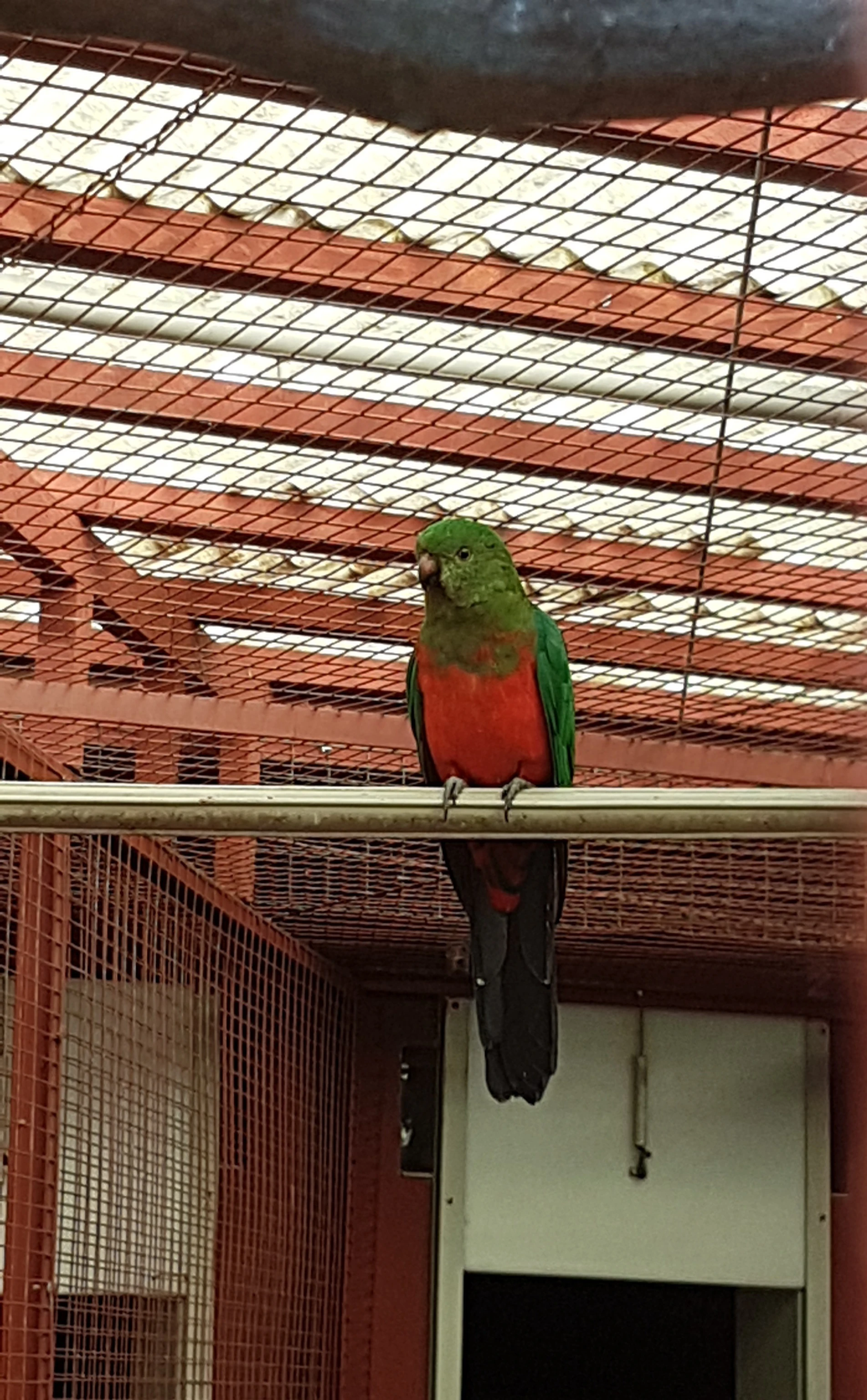 Papoušek Královský