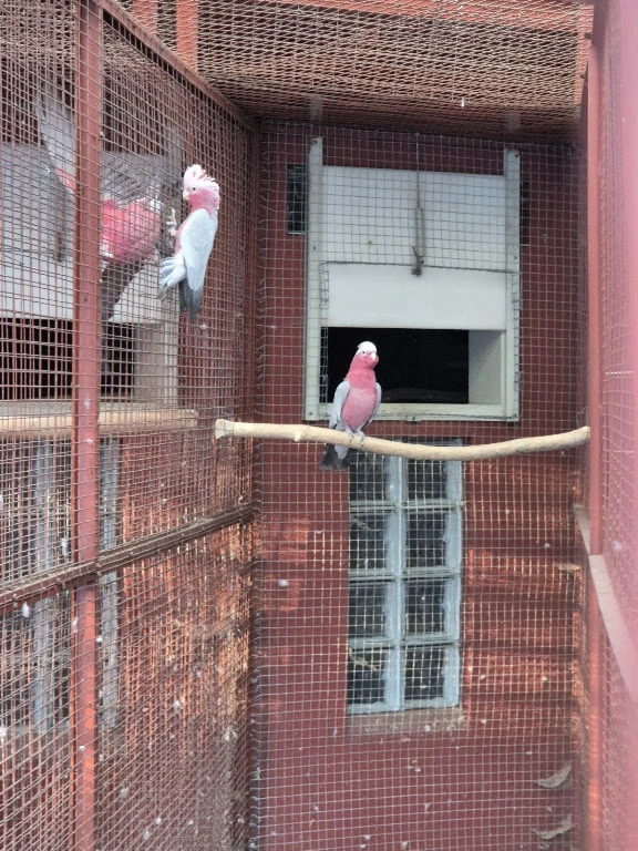 Kakadu růžový  - samec